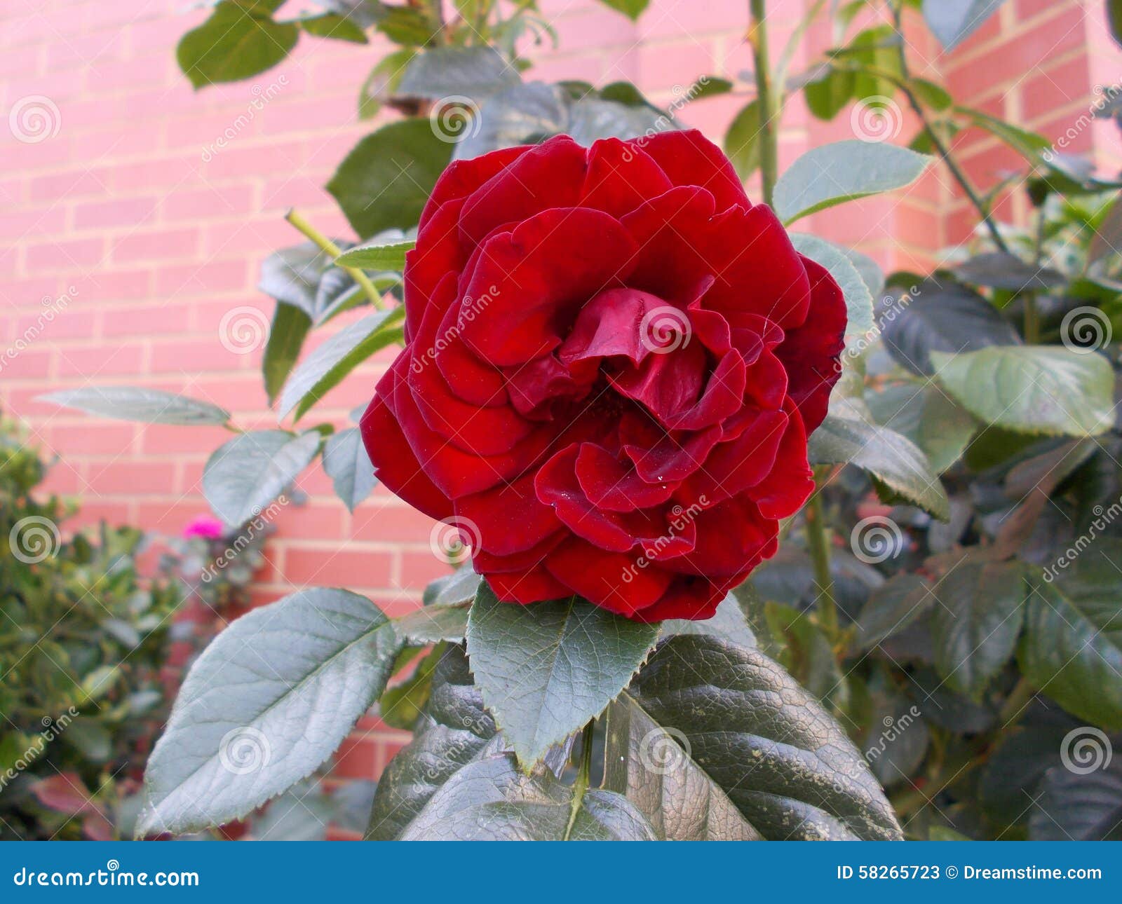 Il colore rosso è aumentato. Verde del giardino della pianta della rosa rossa