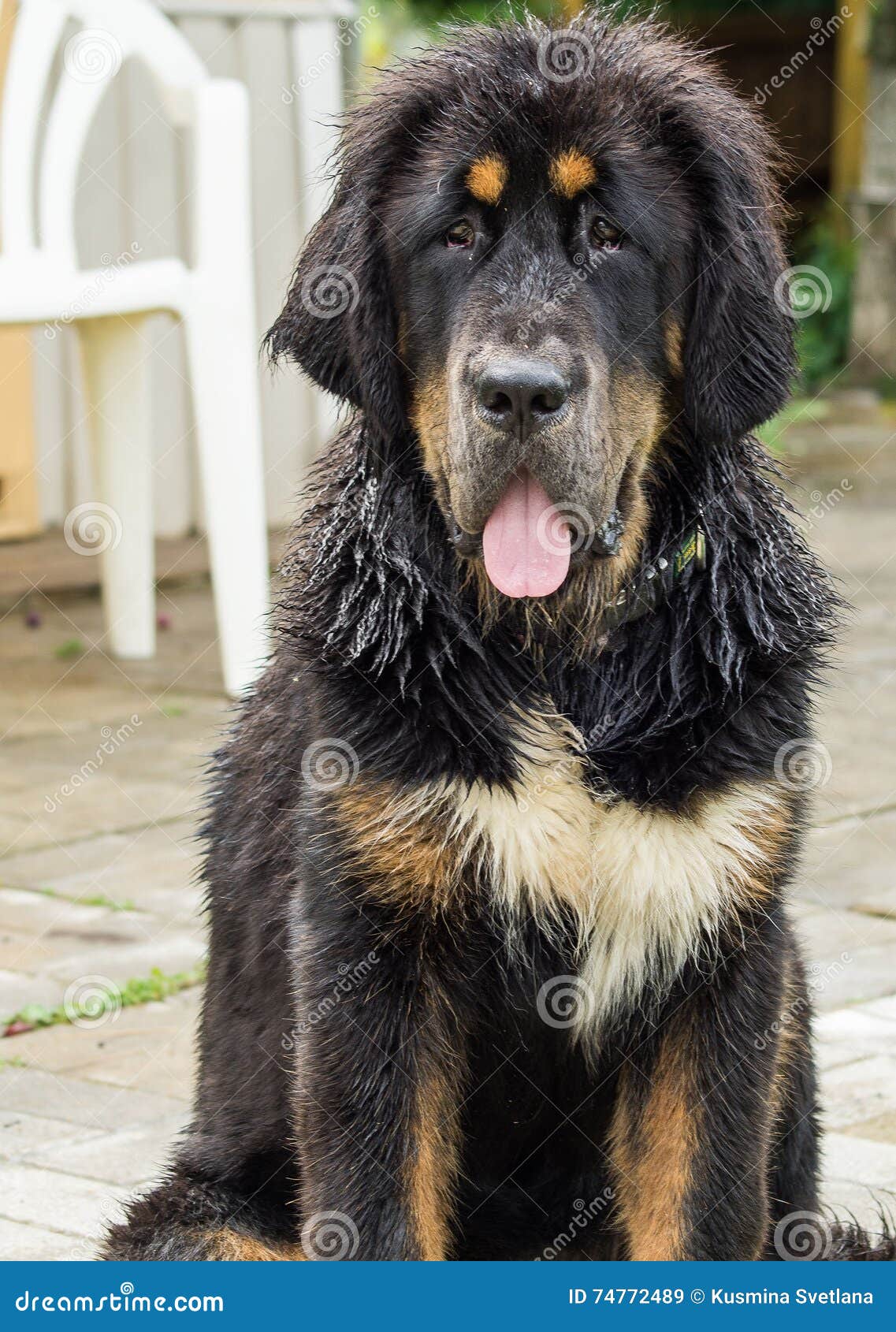 Il cucciolo del mastino tibetano Il mastino tibetano è una di più vecchie razze di lavoro dei cani che erano cane da guardia in monasteri tibetani ed ha aiutato i nomadi nelle montagne himalayane Il mastino tibetano fa lisciare uno spesso il cappotto che permette che lo teniate tutto l'anno sotto il cielo aperto, anche senza costruire una fossa di scolo Il peso di un mastino tibetano adulto è nella gamma da 60 a 80 chilogrammi La crescita 60-77 vede è una calma, cane represso, combinante la capacità di vivere nella famiglia e perfetto di custodire la casa Nelle relazioni con altri cani relativamente amichevoli, l'aggressione può rispondere adeguatamente Uno della conduttura che distingue le caratteristiche della razza è l'indipendenza verso il proprietario Cresciuto per la protezione, questi cani preferiscono restare svegli alla notte, addormentata fuori di giorno