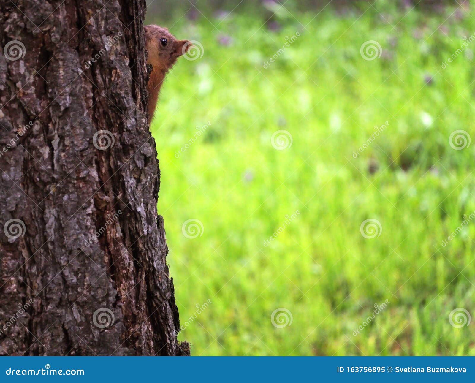 Il Cucciolo Di Scoiattolo Rosso Si Nascose Dietro Un Albero Immagine Stock Immagine Di Nimble Naughty