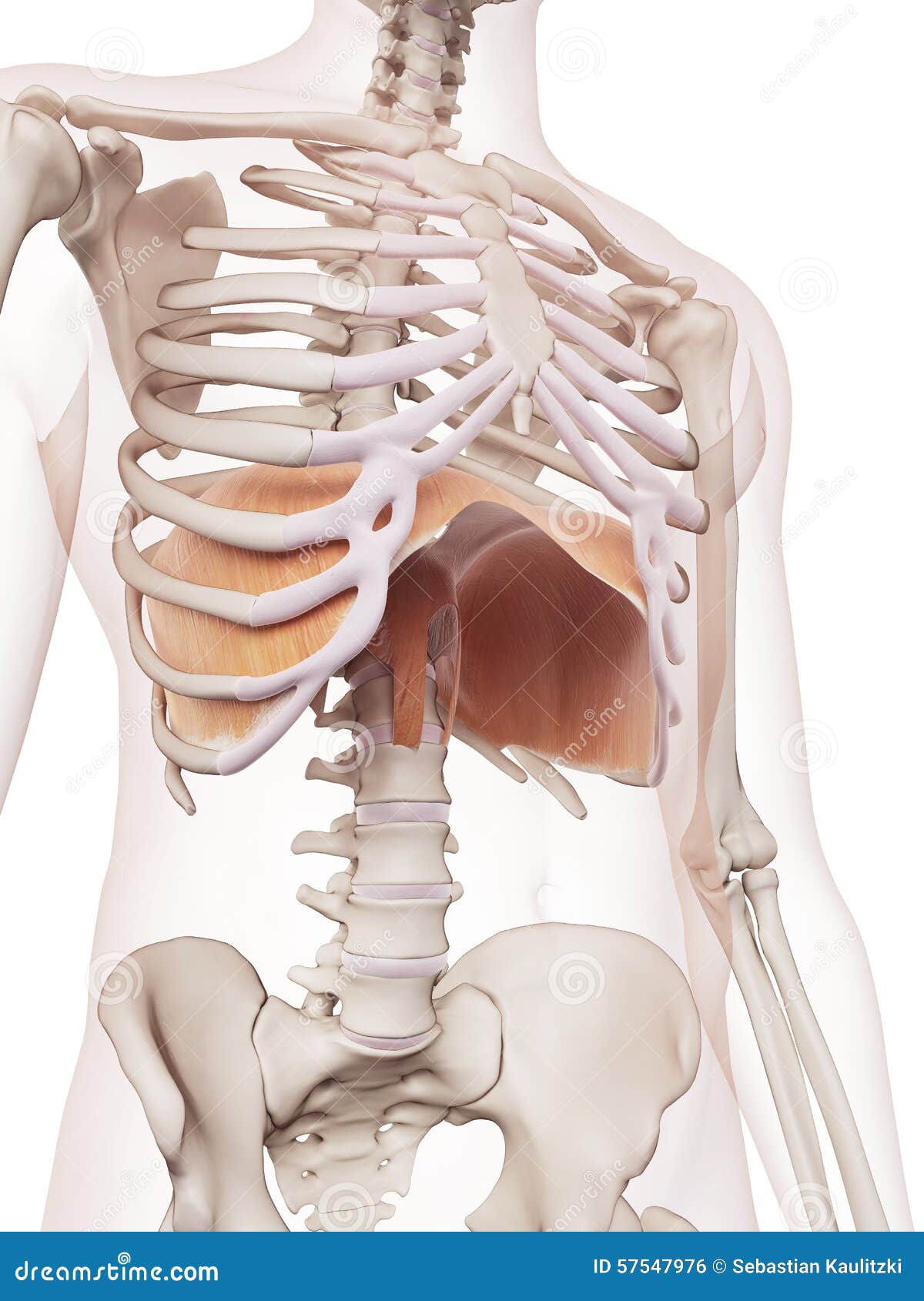 Diaframma Illustrazioni, Vettoriali E Clipart Stock (6,908