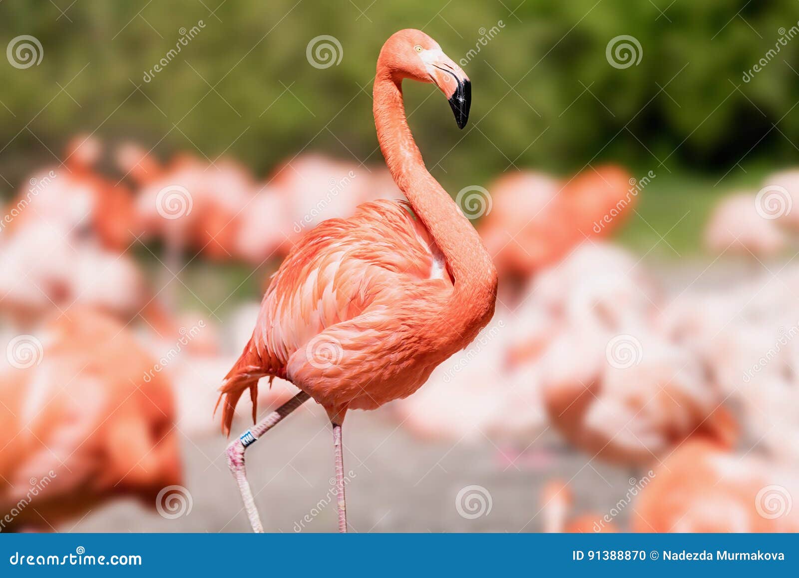 Il Fenicottero Americano - Ruber Di Phoenicopterus - Bello Rosso Ha