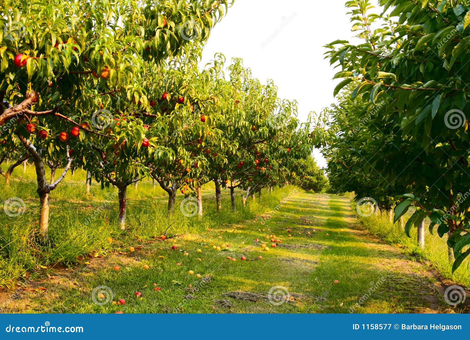 Il frutteto. Frutteto nella bella valle di Okanagan, Columbia Britannica, Canada della nettarina.