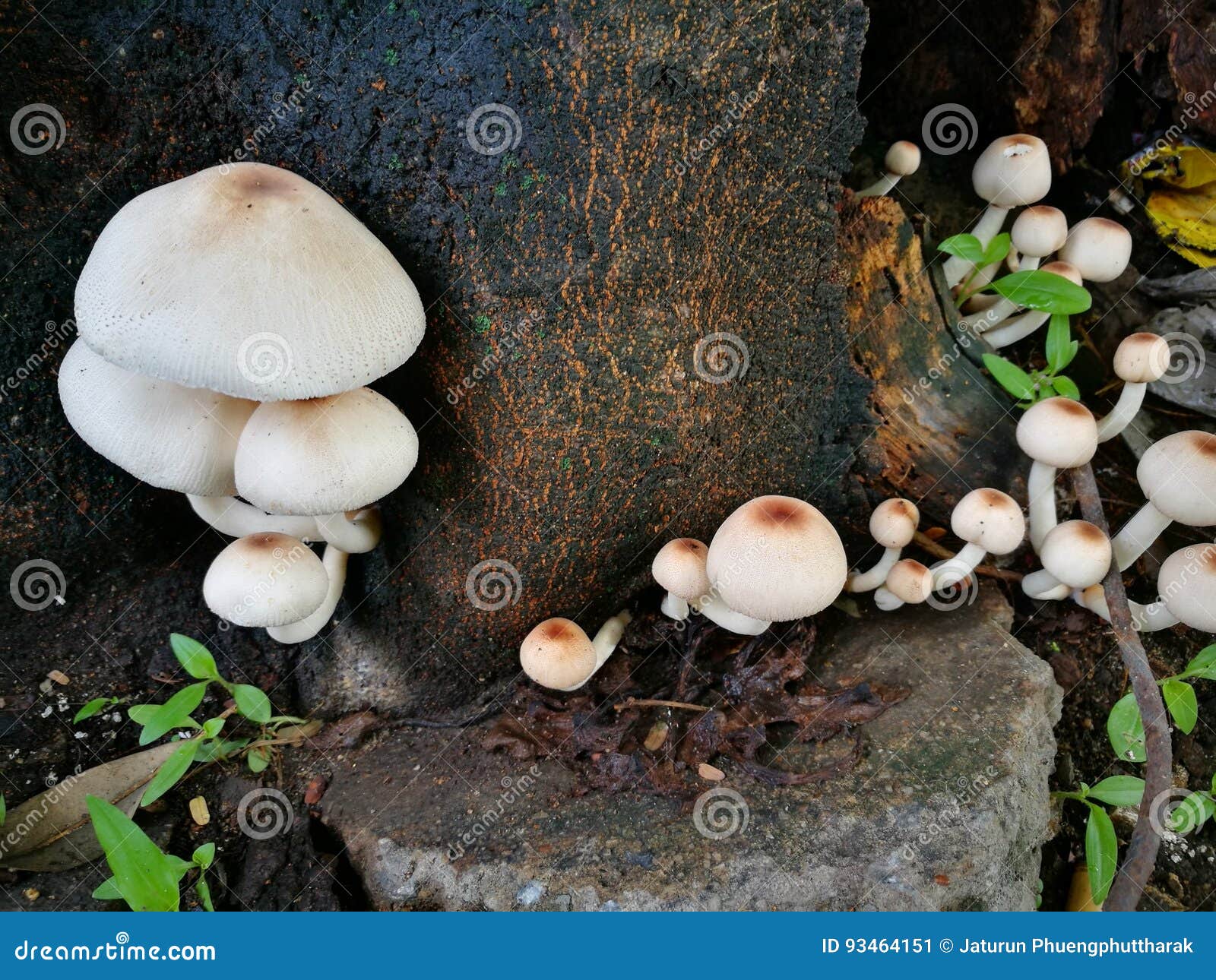 Il Fungo Bianco In Un Albero Immagine Stock Immagine Di Foresta Saporito 93464151