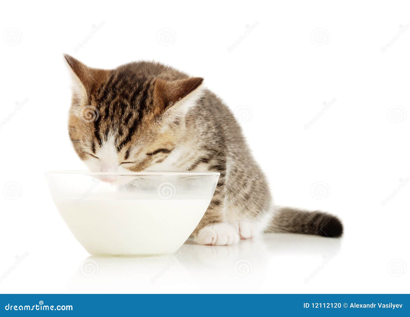 Il gattino beve il latte fotografia stock. Immagine di lecchi 12112120