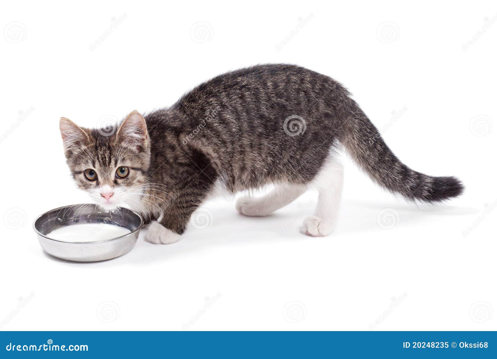 Il gattino beve il latte immagine stock. Immagine di bambino 20248235