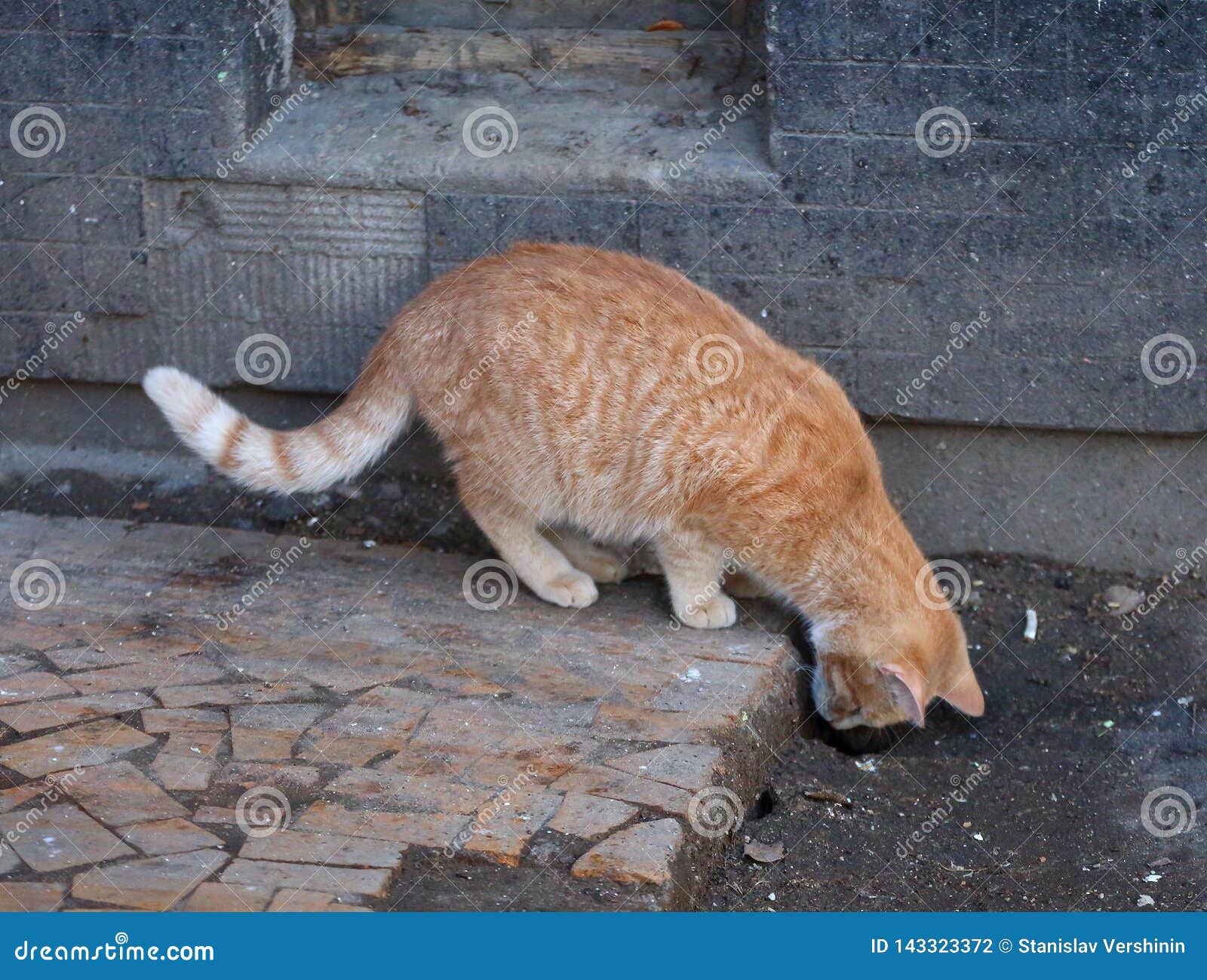 Sentire Puzza Di Bruciato Significato Esoterico Il Gatto Rosso Sente Puzza Di Bruciato Il Foro Fotografia Stock