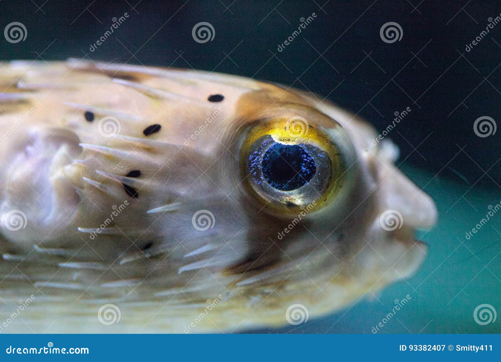 Il Holocanthus Coperto Di Spine Del Diodon Del Porcupinefish Ha Occhi Che Scintillano Spirito Immagine Stock Immagine Di Soffiatore Reef