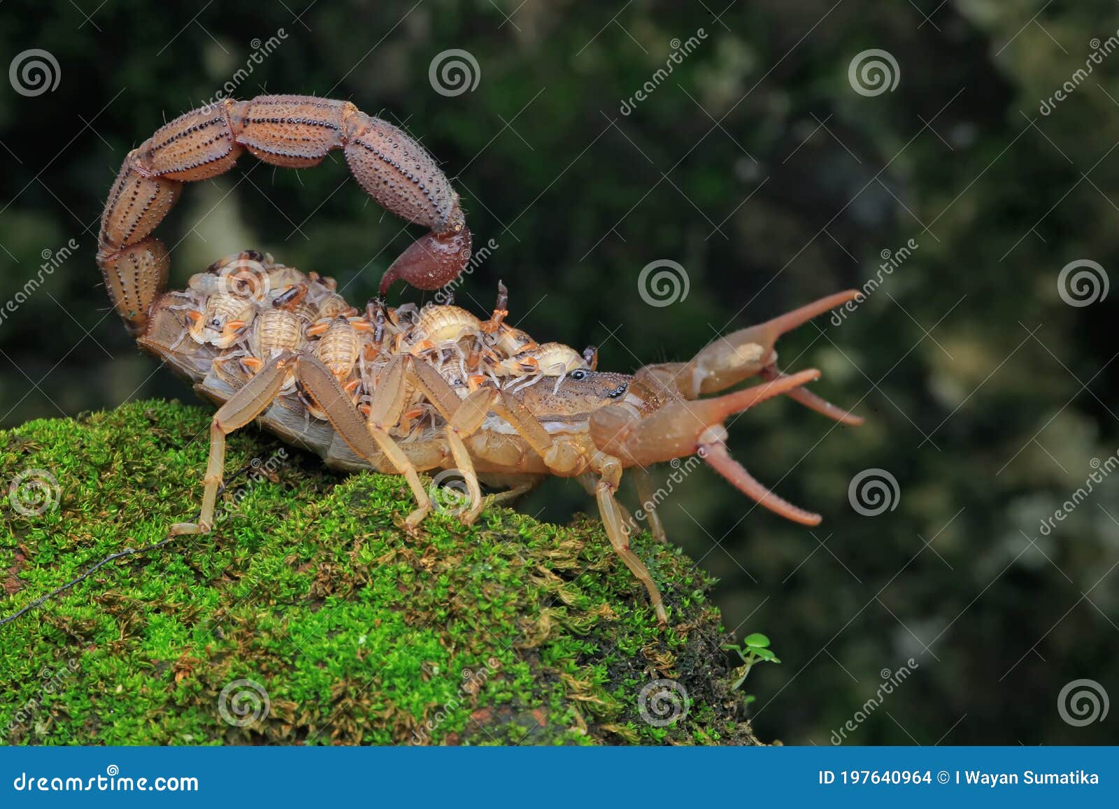 Il Mere De Scorpion Reduit Un Bebe Sur Elle Photo Stock Image Du Environnement Independamment