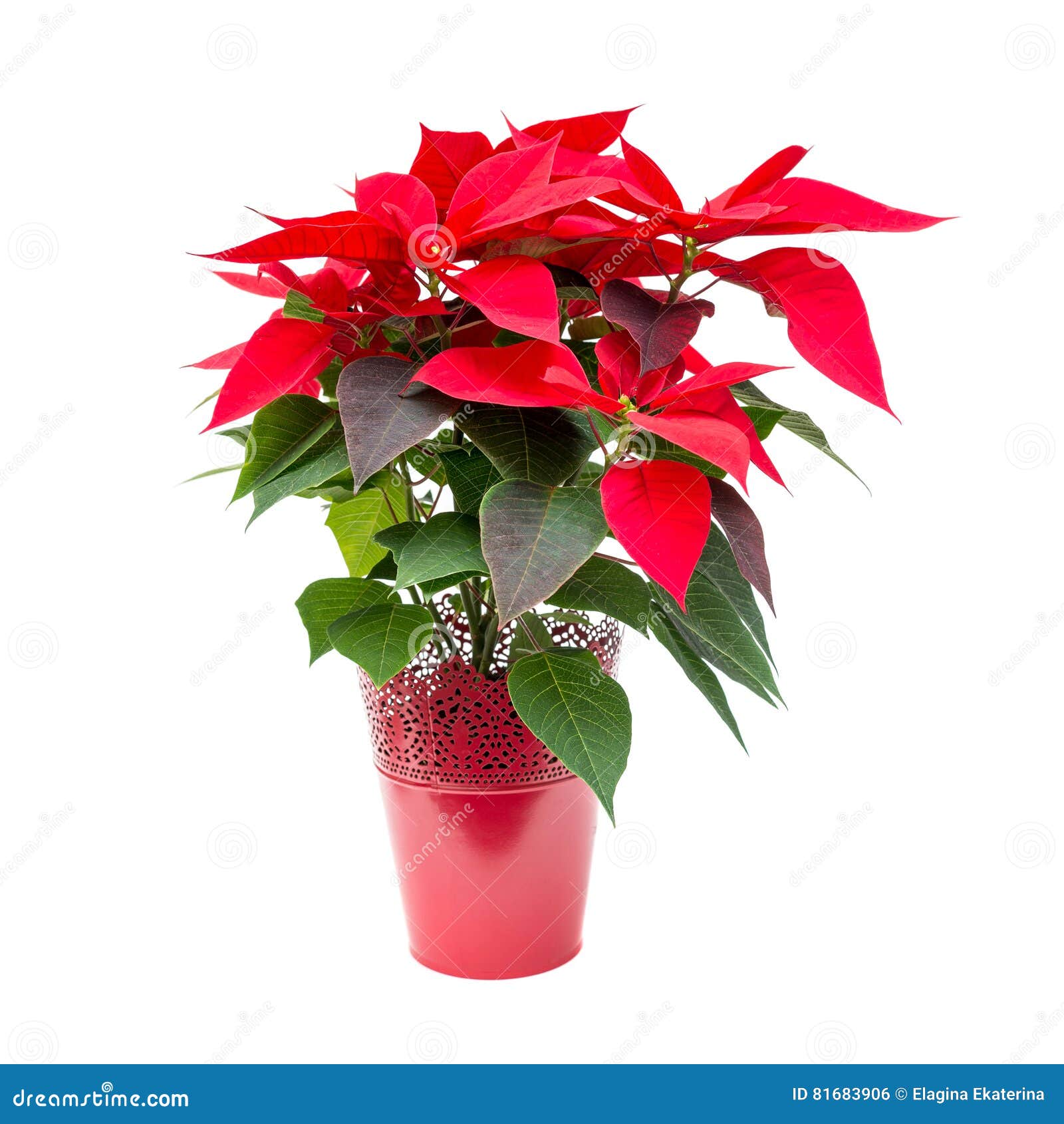 Stella Di Natale Fioritura.Il Natale Fiorisce La Stella Di Natale In Vaso Da Fiori Rosso Isolato Sulla B Bianca Fotografia Stock Immagine Di Pianta Fiore 81683906