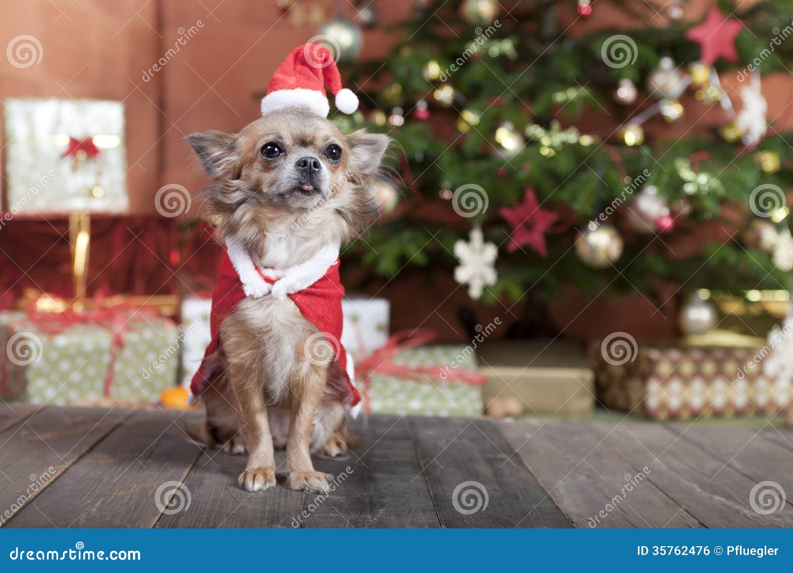 Il Natale insegue prima dell'albero di Natale. Un piccolo cane della chihuahua che si siede davanti all'albero di Natale. È vestito come Santa Claus