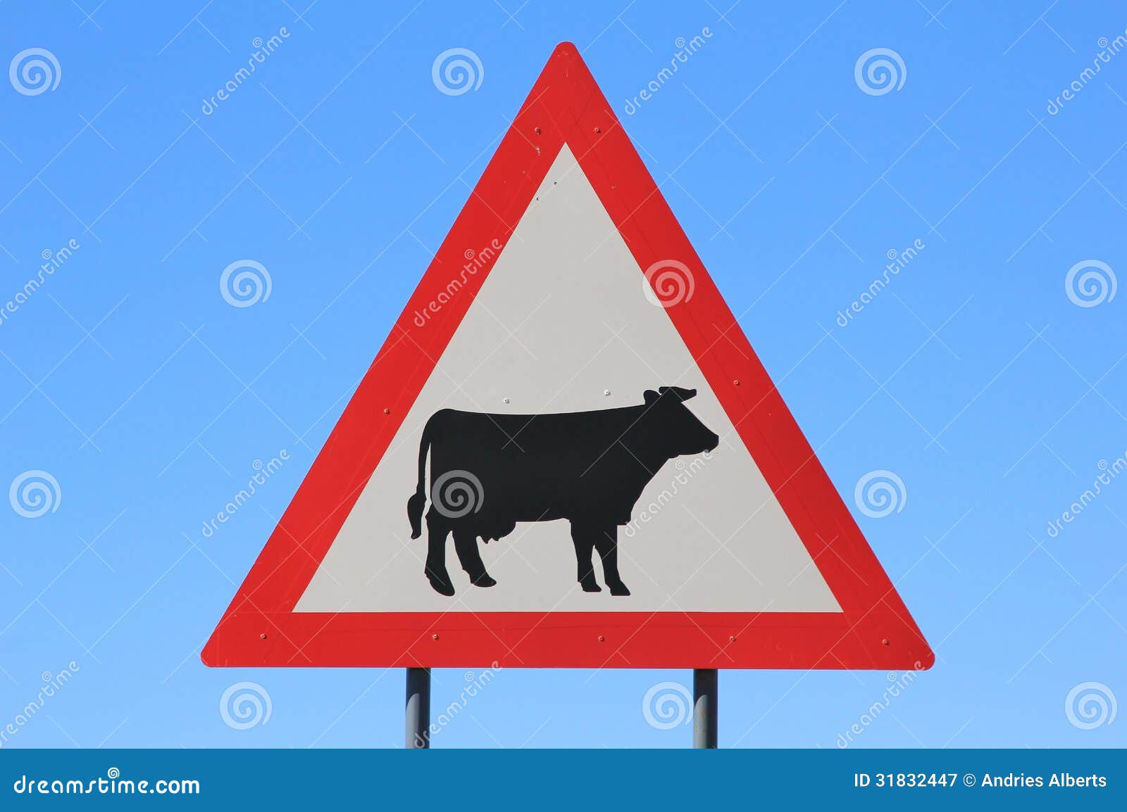Il Pericolo - Segnale Stradale D'attraversamento Del Bestiame (mucca) -  Guardi Fuori Per Gli Animali Domestici Immagine Stock - Immagine di podere,  bordo: 31832447