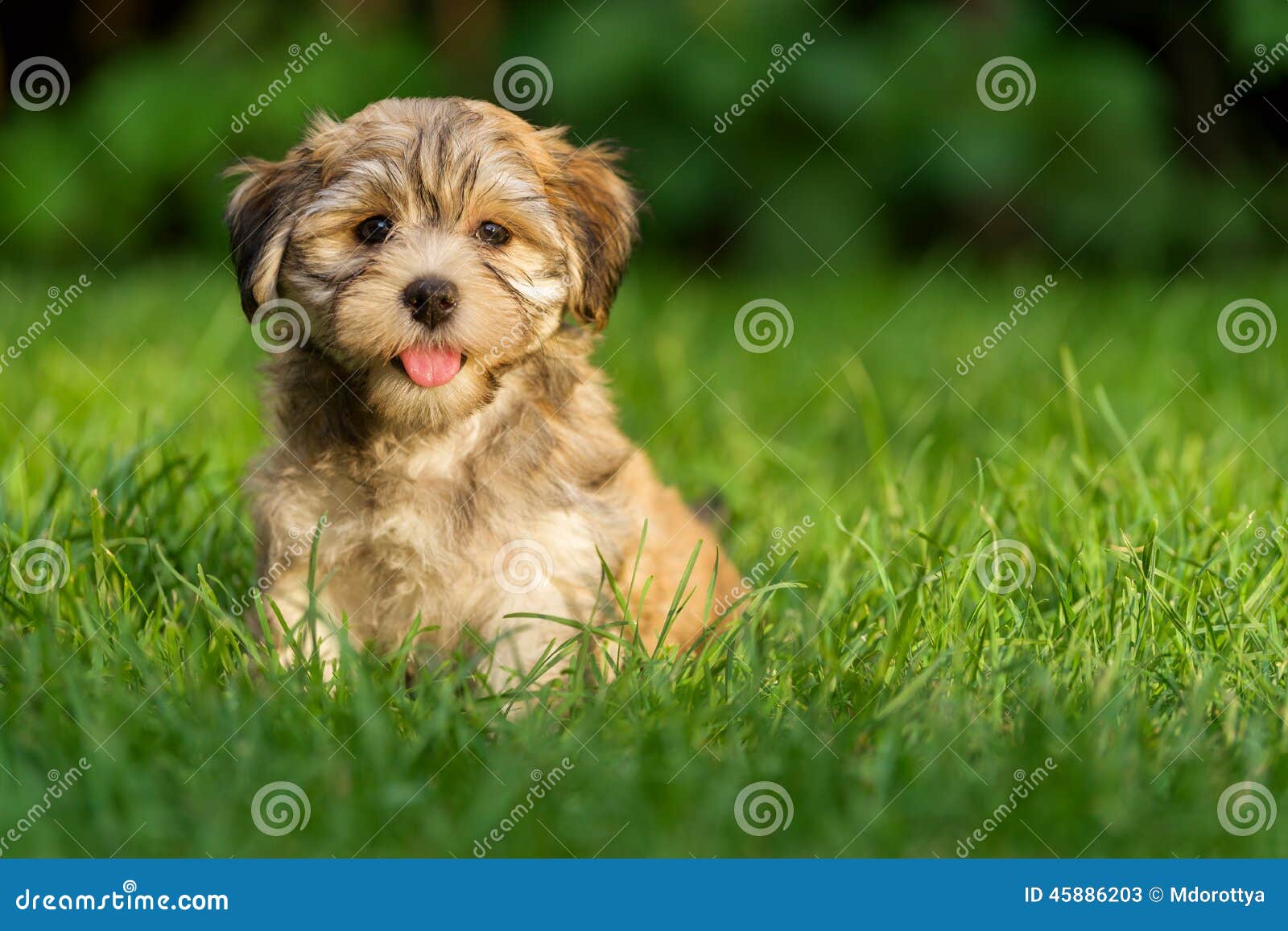 Il piccolo cucciolo di cane havanese felice sta sedendosi nell'erba e sta esaminando la macchina fotografica