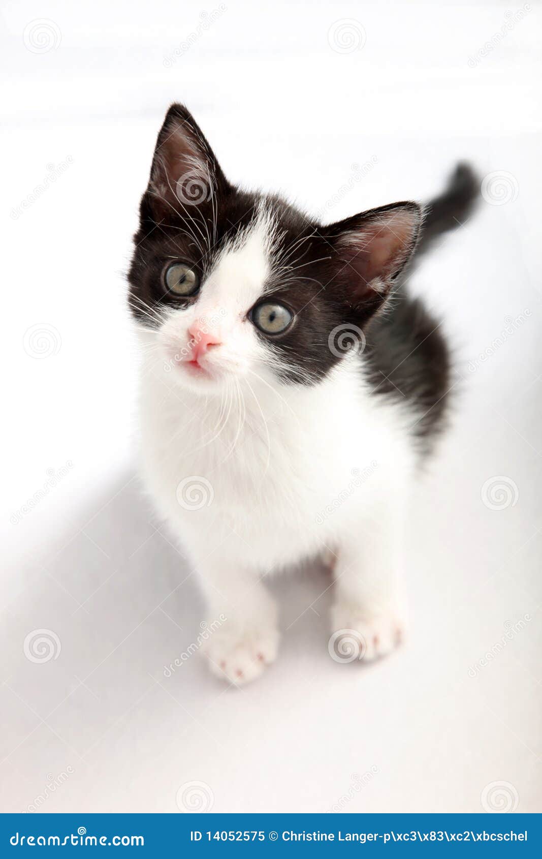 Abbiamo perso questo gattino bianco con gli occhi azzurri via fratelli  cervi 73 montecosaro scalo Ali Pao se qualcuno lo trova per favore  contattatemi si è perso il collare. Aggiornamento il gatto, image size:1067x1690