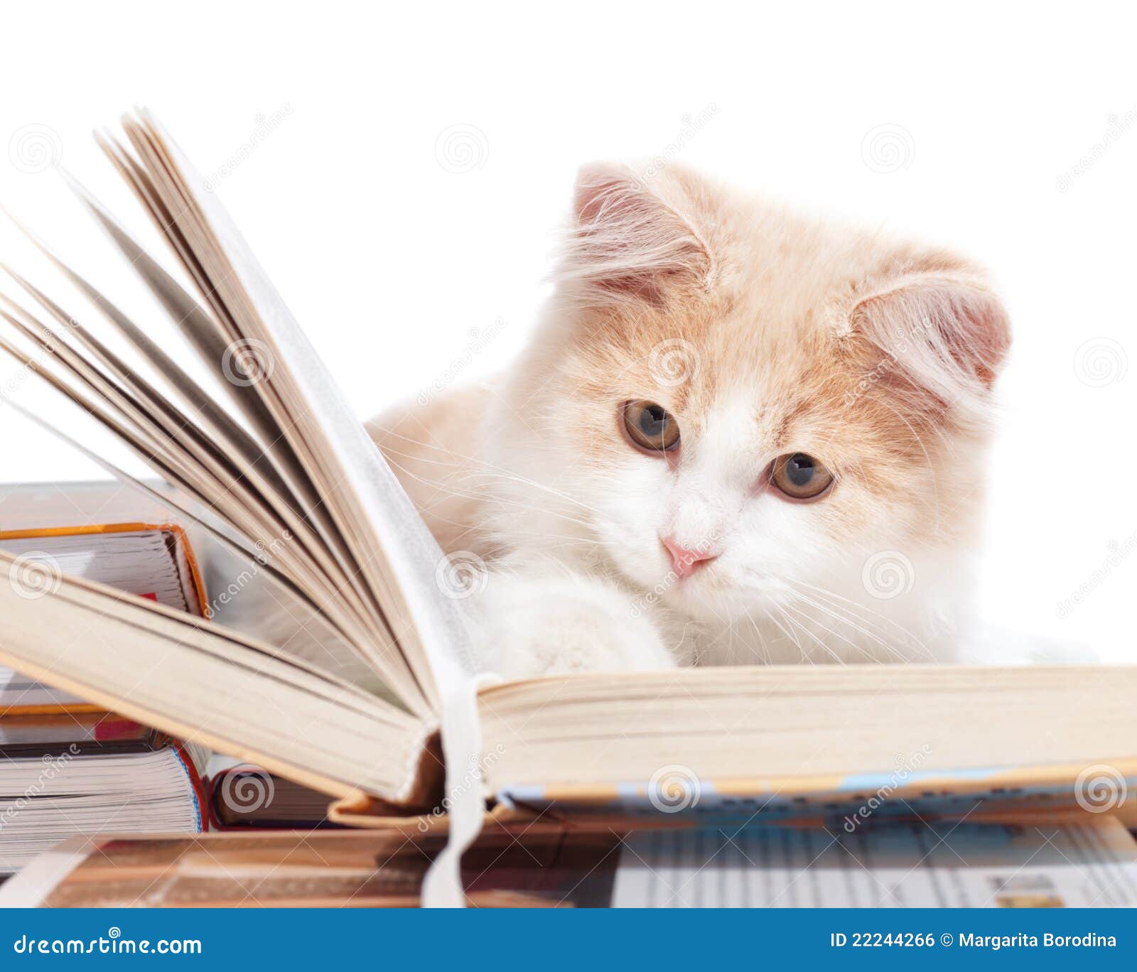 Il Piccolo Gatto Ha Letto Un Libro Fotografia Stock Immagine di