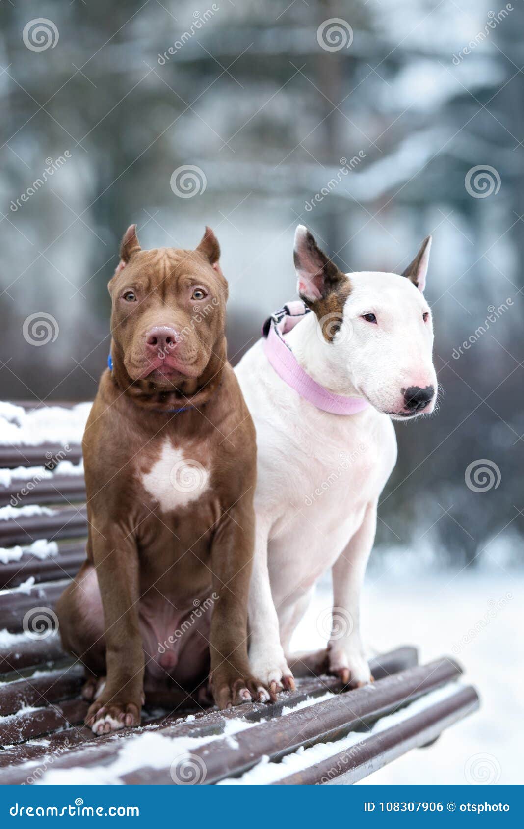 https it dreamstime com il pitbull terrier americano e l inglese bull insegue la posa insieme su un banco image108307906