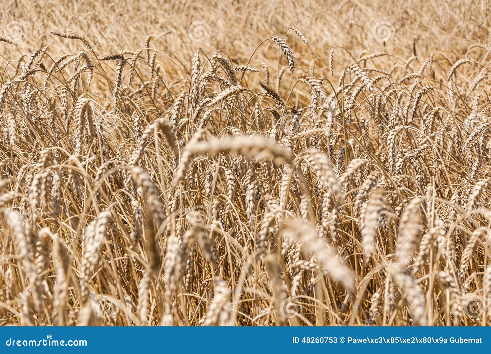 Il raccolto del grano (sp ). Maturazione delle cultivar del giacimento di grano