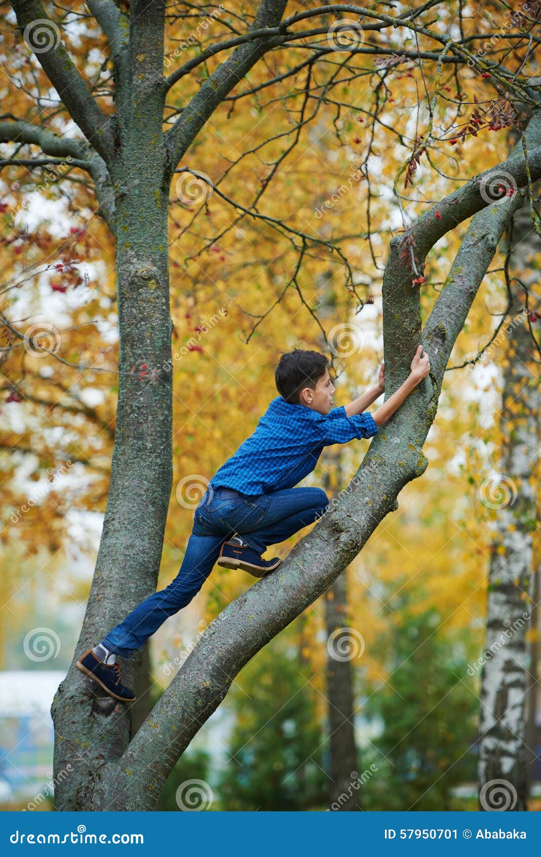Взбирается по березке. Карабкаться на дерево. Мальчик на дереве. Взбираться на дерево. Парень залез на дерево.