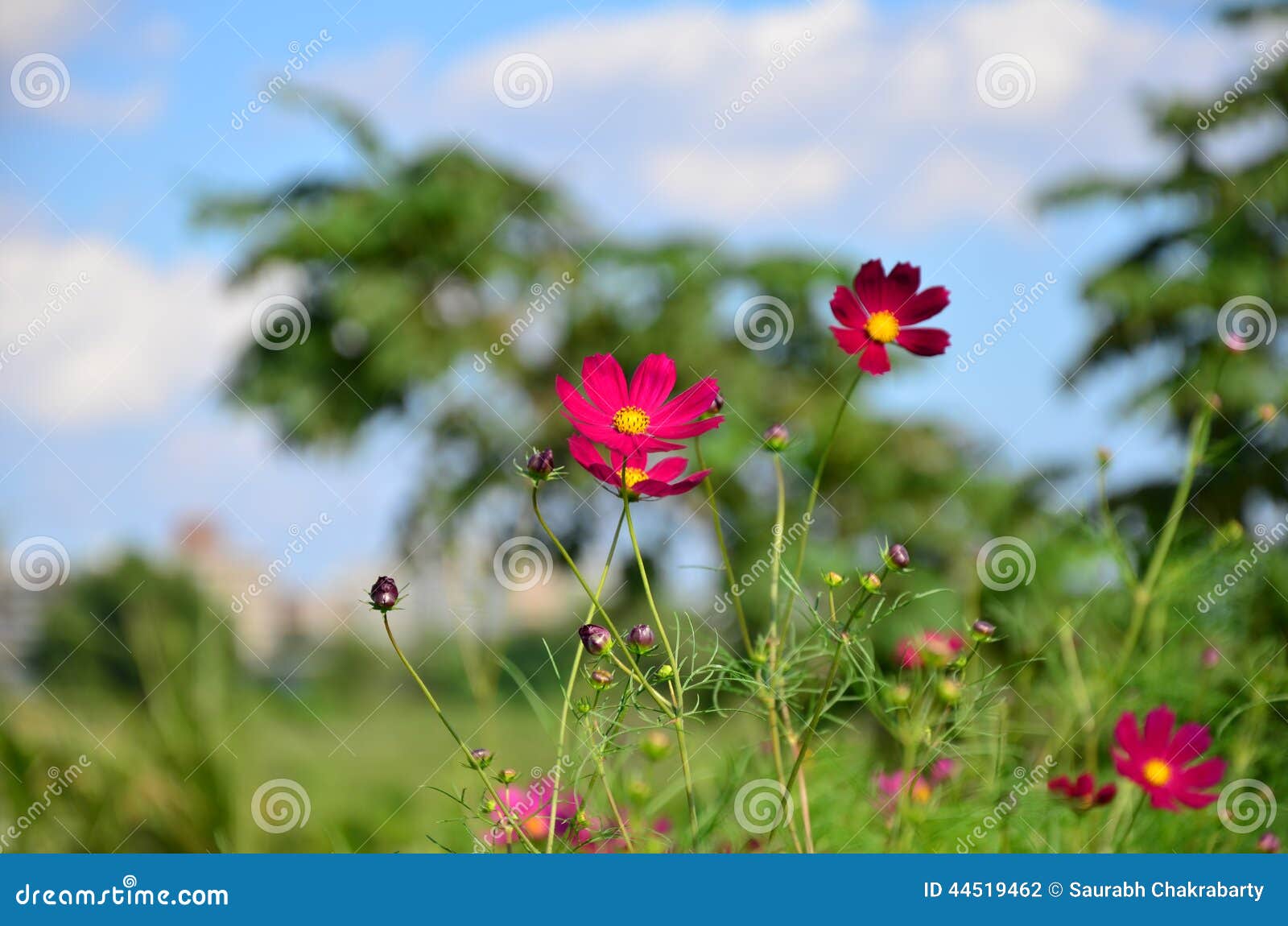 Il rosa fiorisce l'autunno. Fiori rosa nella pianura alluvionale del tama