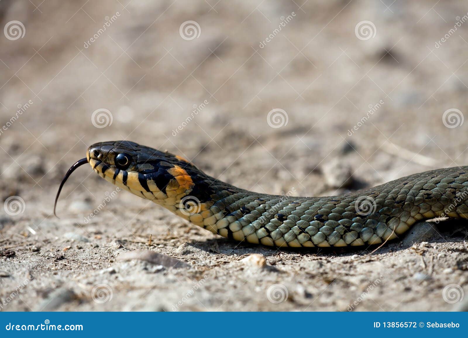 Il serpente di erba fotografia stock. Immagine di rettile 13856572