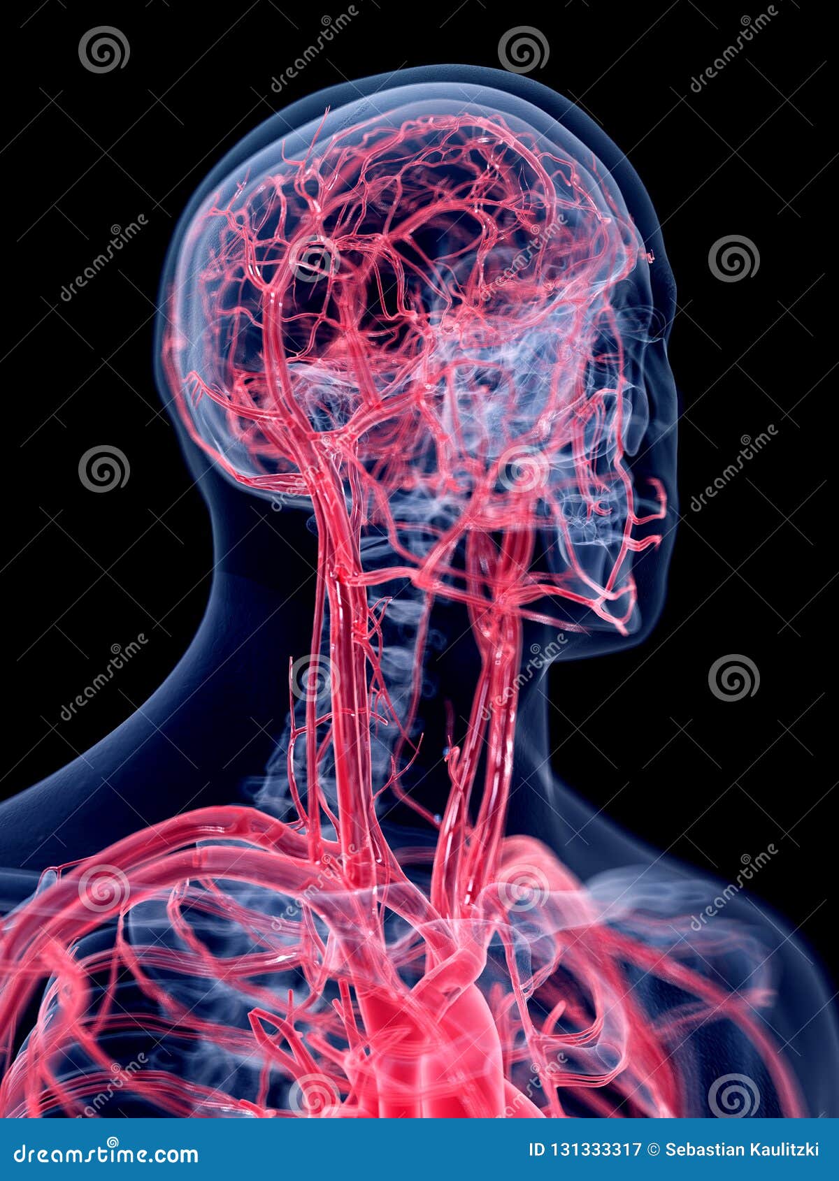 Poster Scientifico Sistema Vascolare 67x100cm - Carta Plastificata Per Studio E Didattica - Foto 2