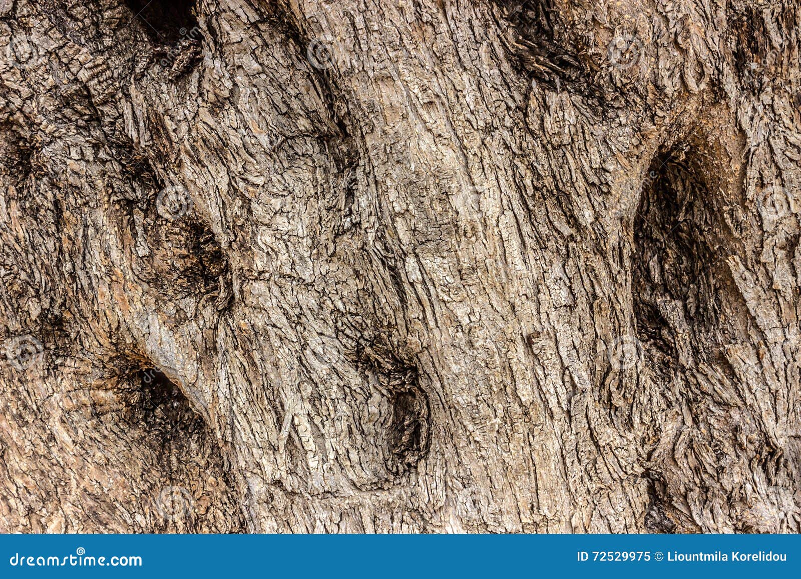 Il Tronco Di Vecchio Di Olivo Elemento Naturale Di Disegno Immagine Stock Immagine Di Legno Crepe