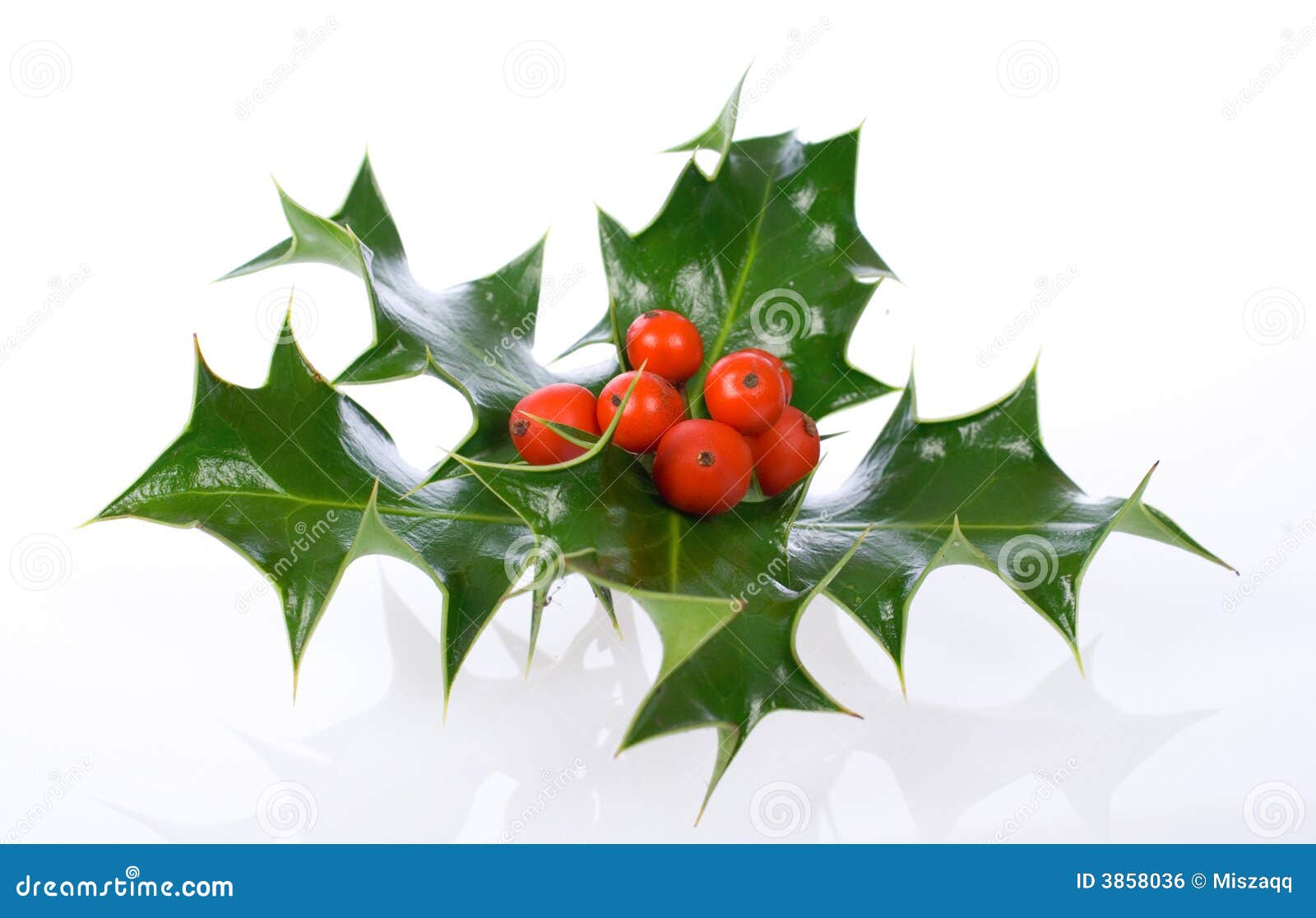 ilex,holly, christmas decoration