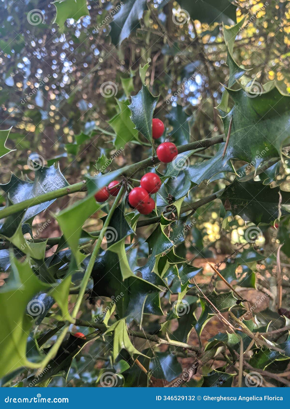 ilex mutchagara is an evergreen shrub