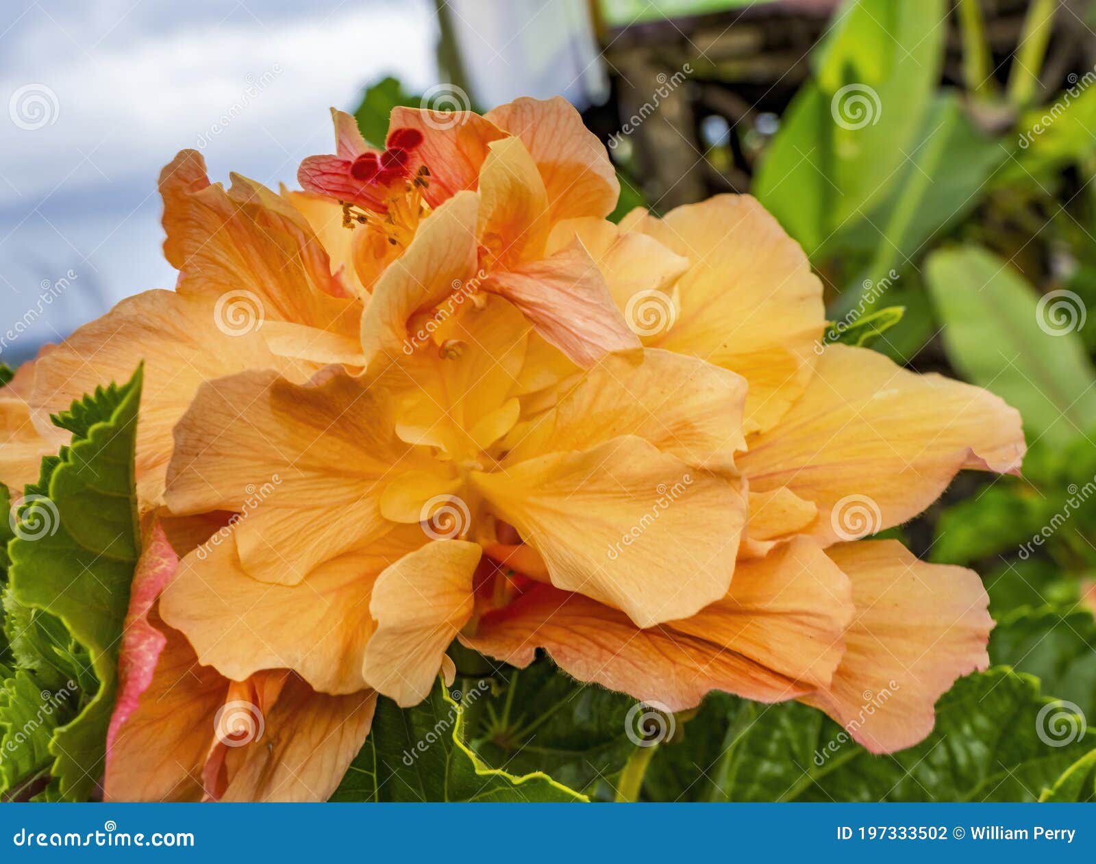 Ilha De Páscoa De Flor Tropical De Hibiscus Duplo Amarelo Chile Foto de  Stock - Imagem de curso, flor: 197333502