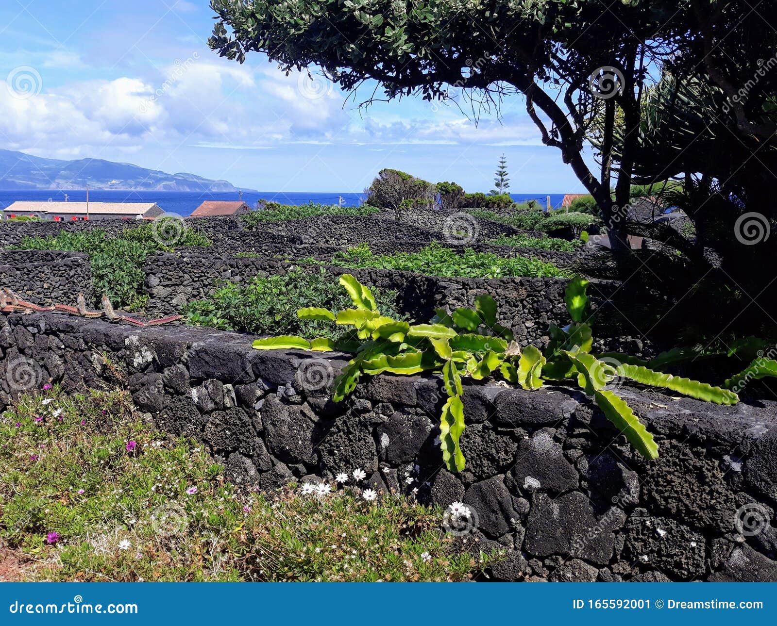 ilha do pico acores