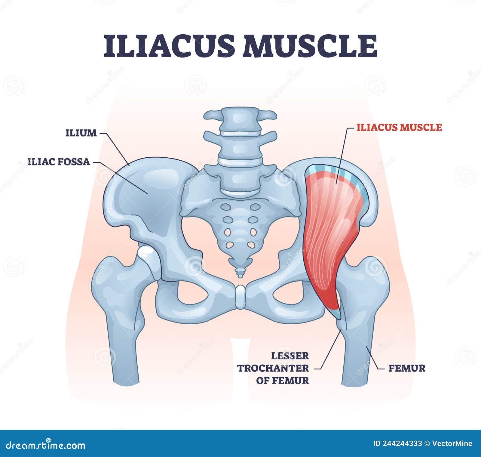 iliacus muscle with hip or groin muscular, skeletal anatomy outline diagram