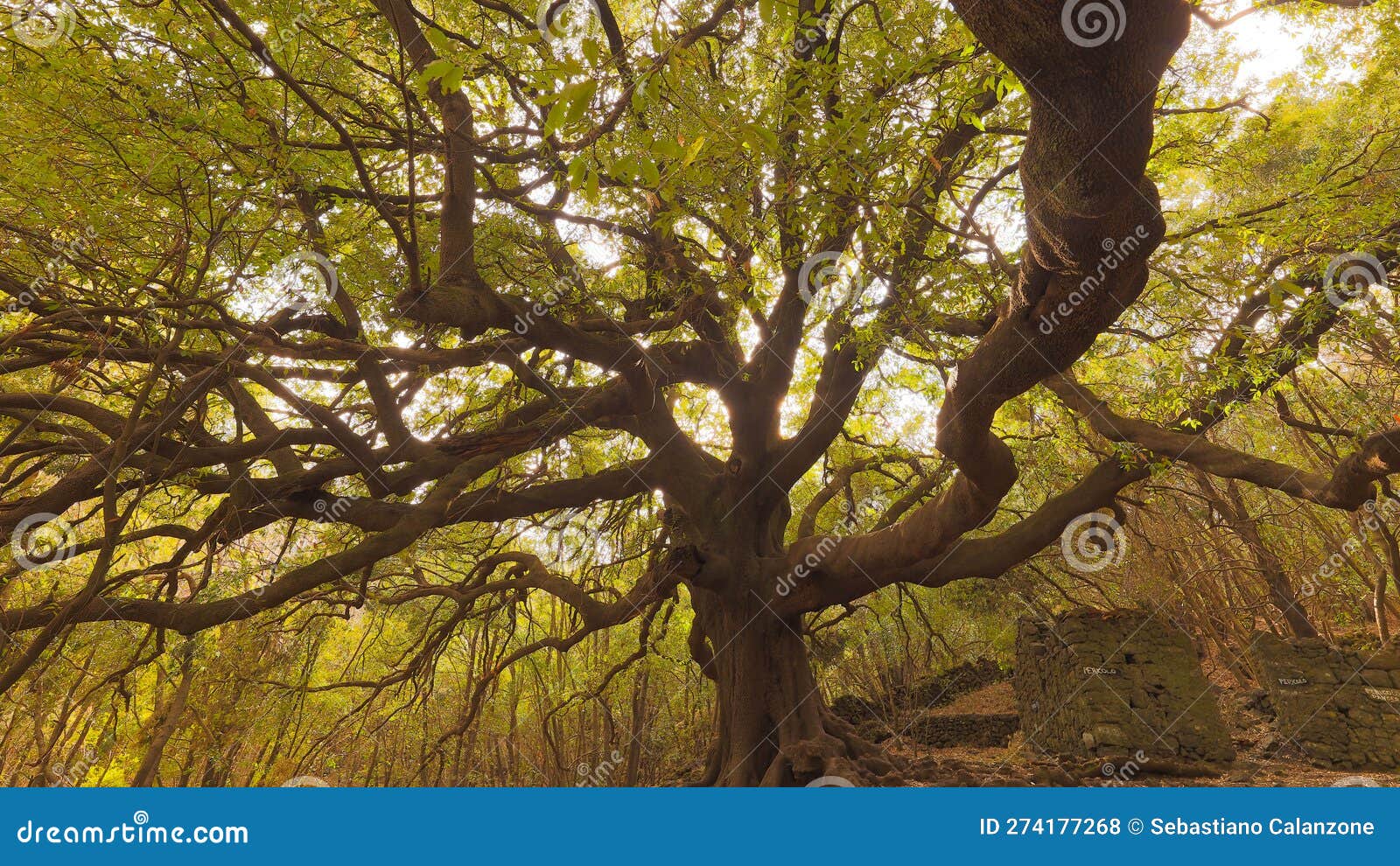 ilice albero secolare- ilice di carrinu sul vulcano etna in sicilia