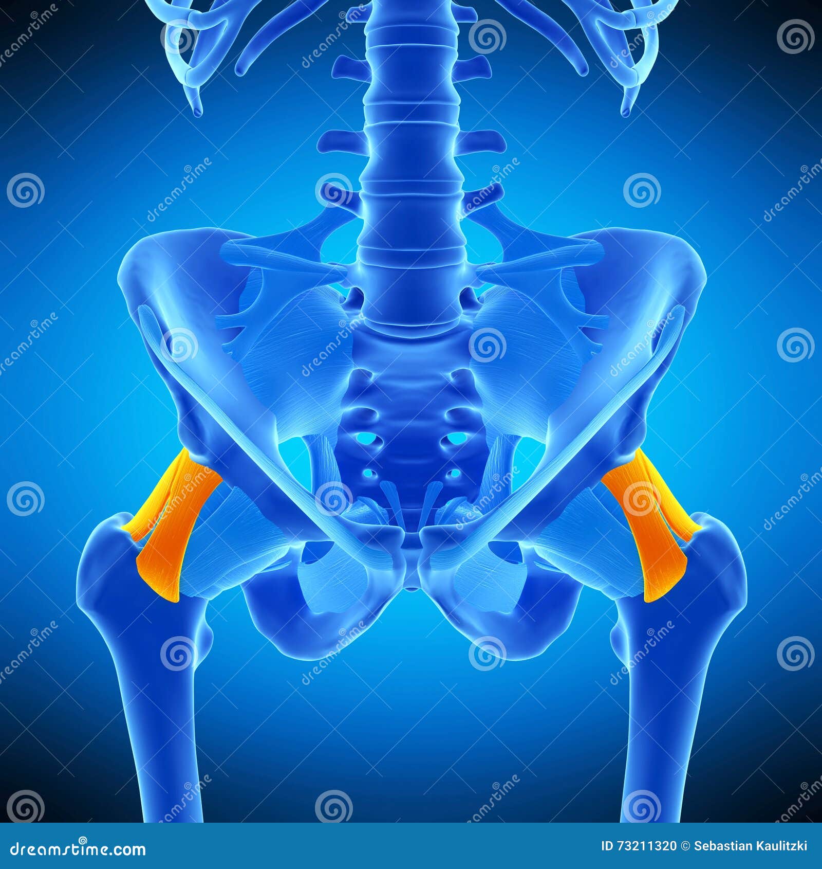 The Iliofemoral Ligament Royalty Free Cartoon CartoonDealer 56645168 the-iliofemoral-ligament-royalty-free-cartoon-cartoondealer-56645168