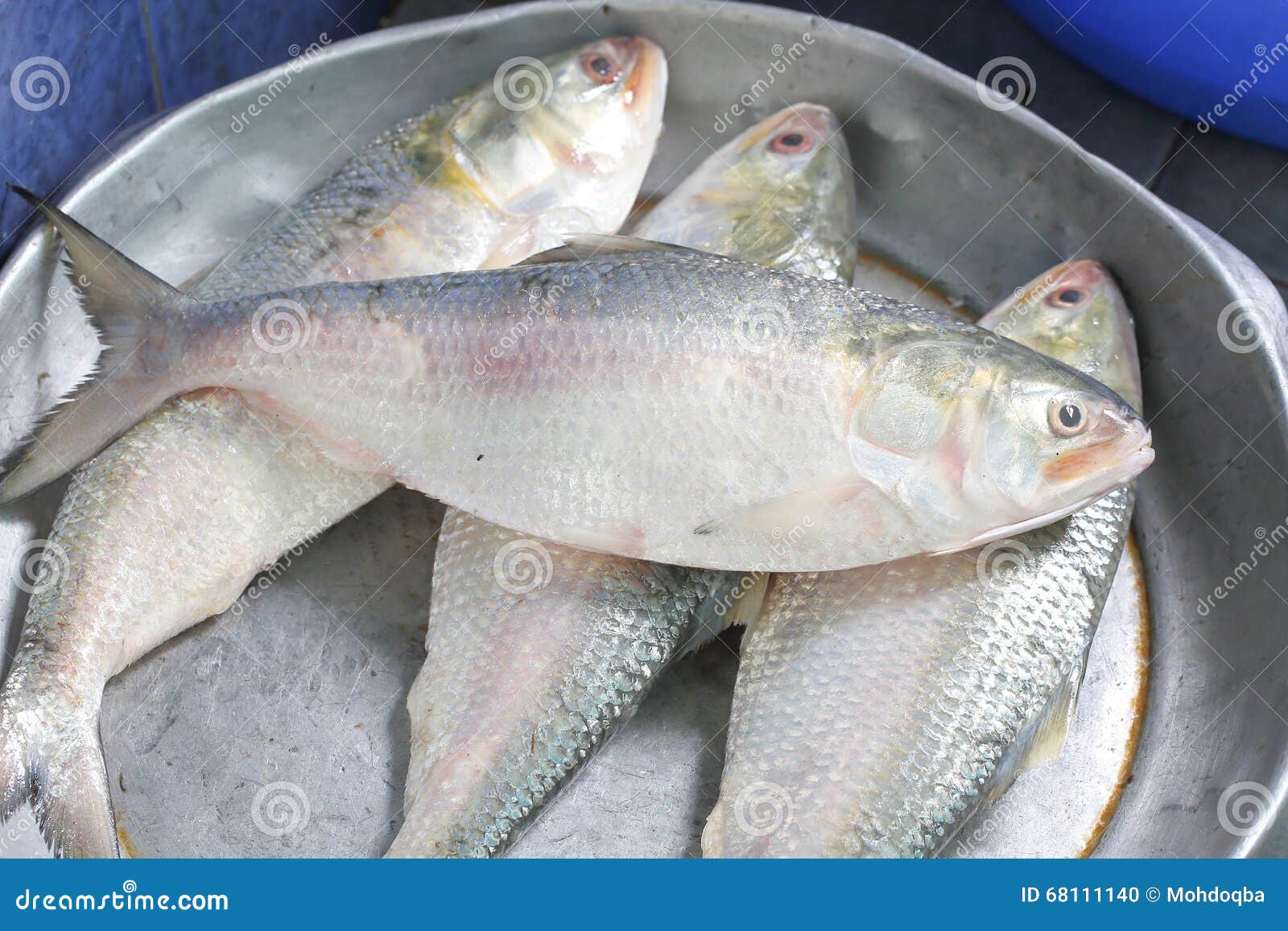 ilish hilsa fish