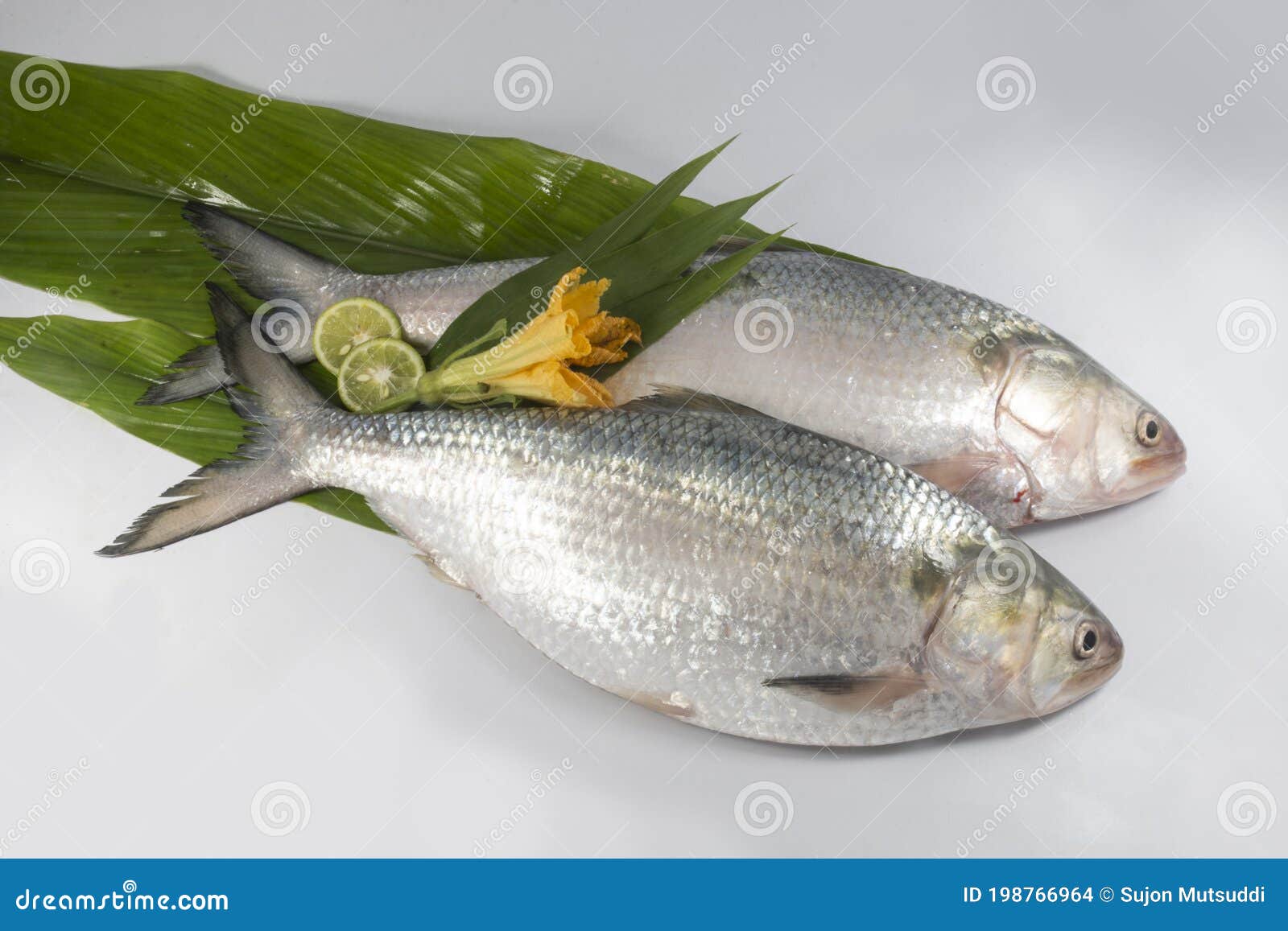 Ilish National Fish of Bangladesh Hilsafish Ilisha Terbuk Hilsa