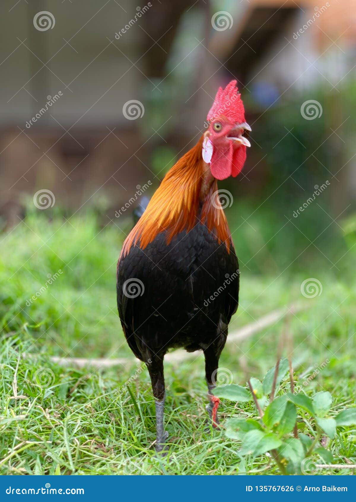 Illegal Chicken Mixed between Bantam and Illegal Chicken Stock Photo