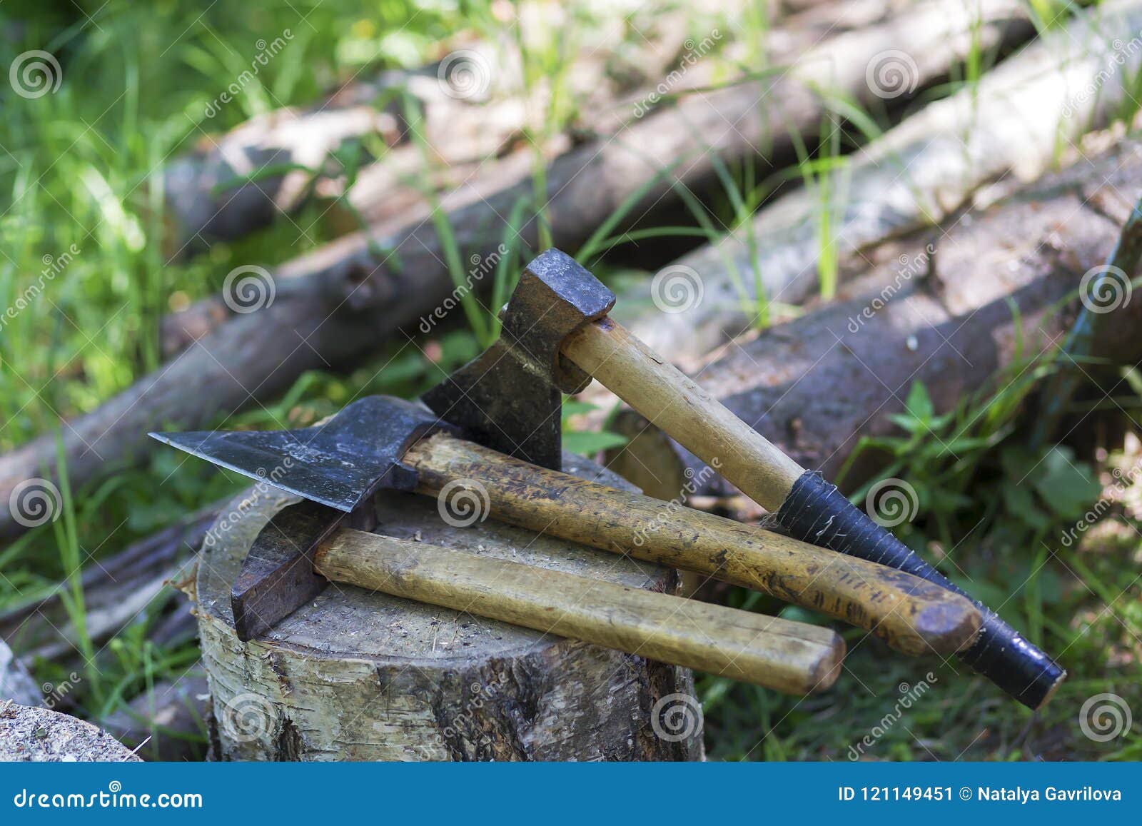 Illegal Deforestation, Axes Lie on the Stump Stock Image Image of