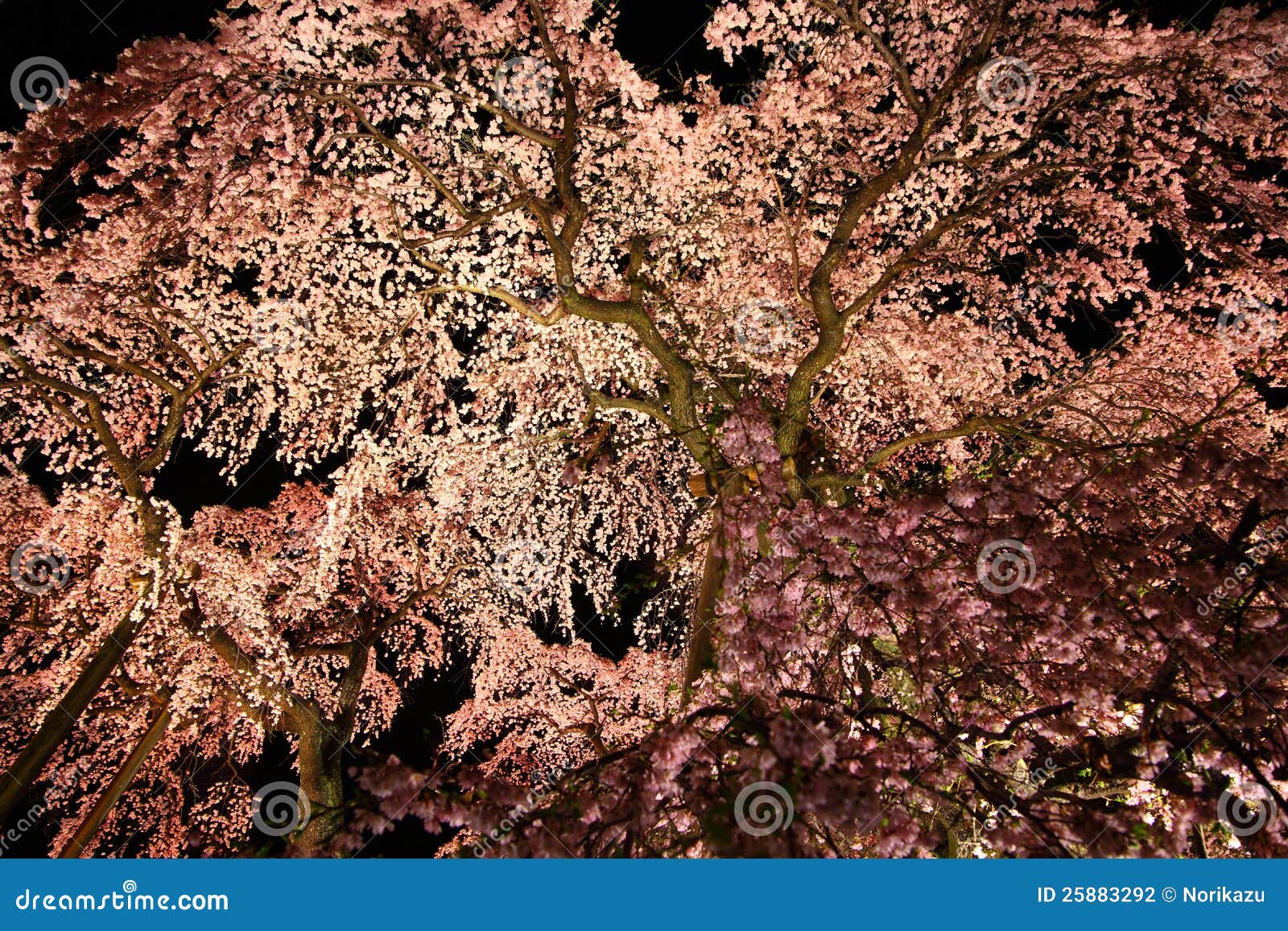 illuminated cherry tree in fukushima, japan