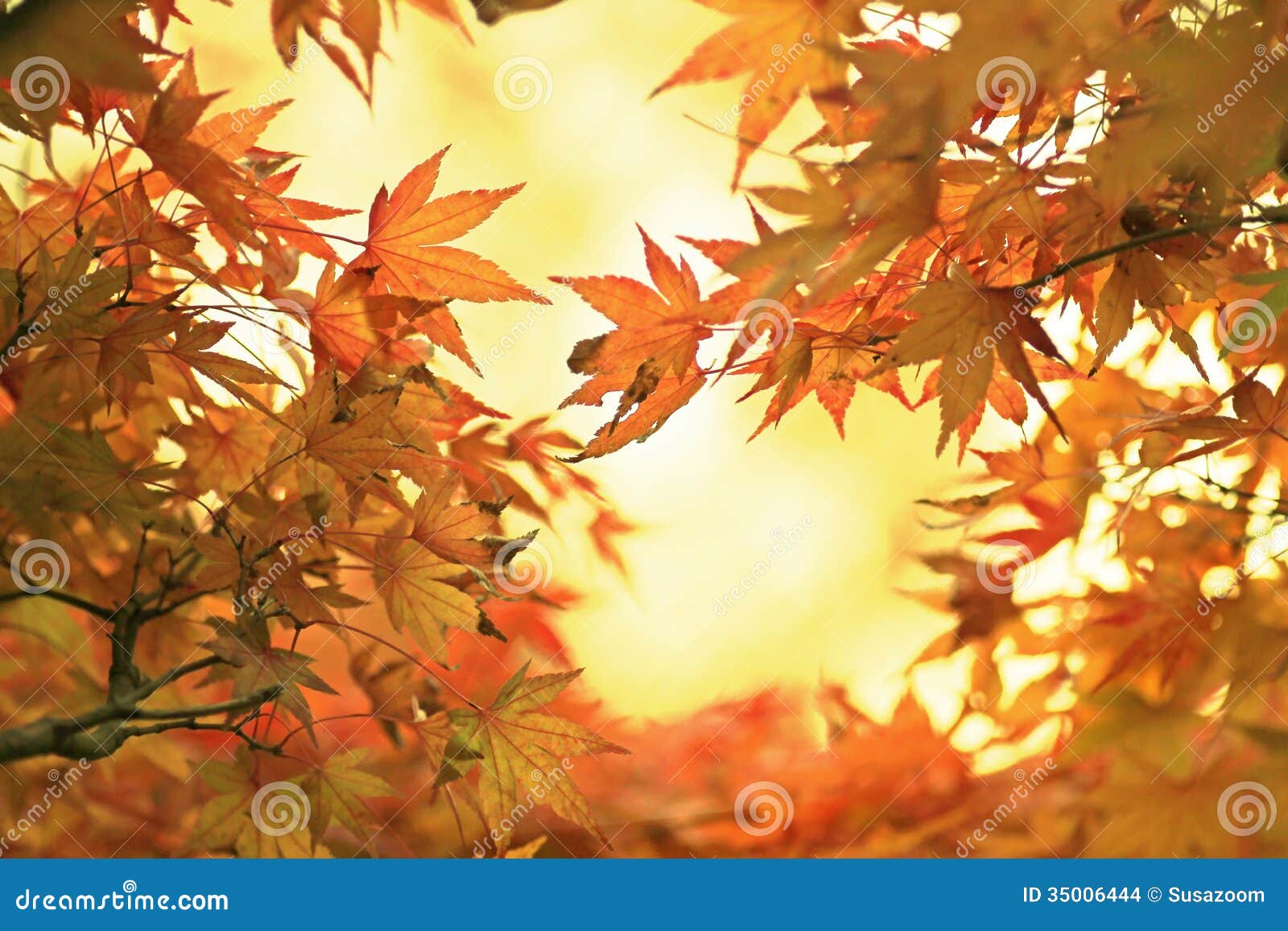 illuminated golden maple leaves in october