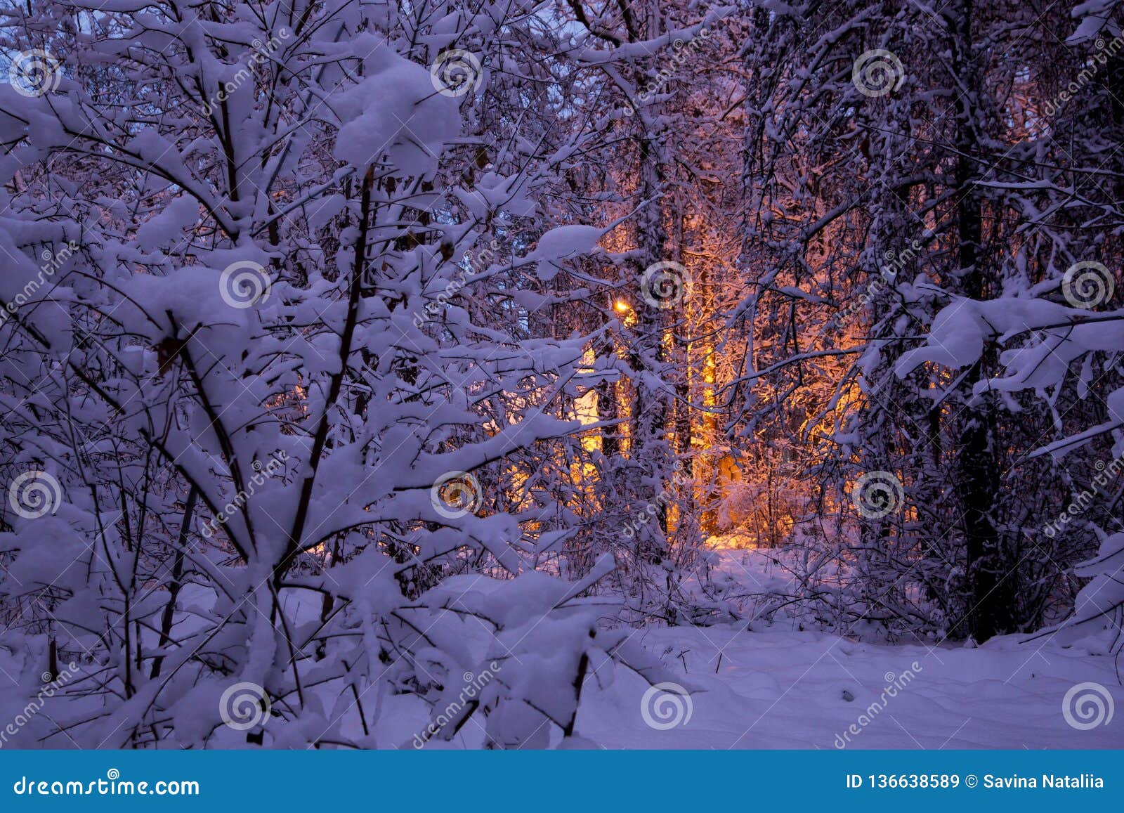 Winter Forest Snow Lighting House Cold Outside Stock Image Image Of Frost Landscape