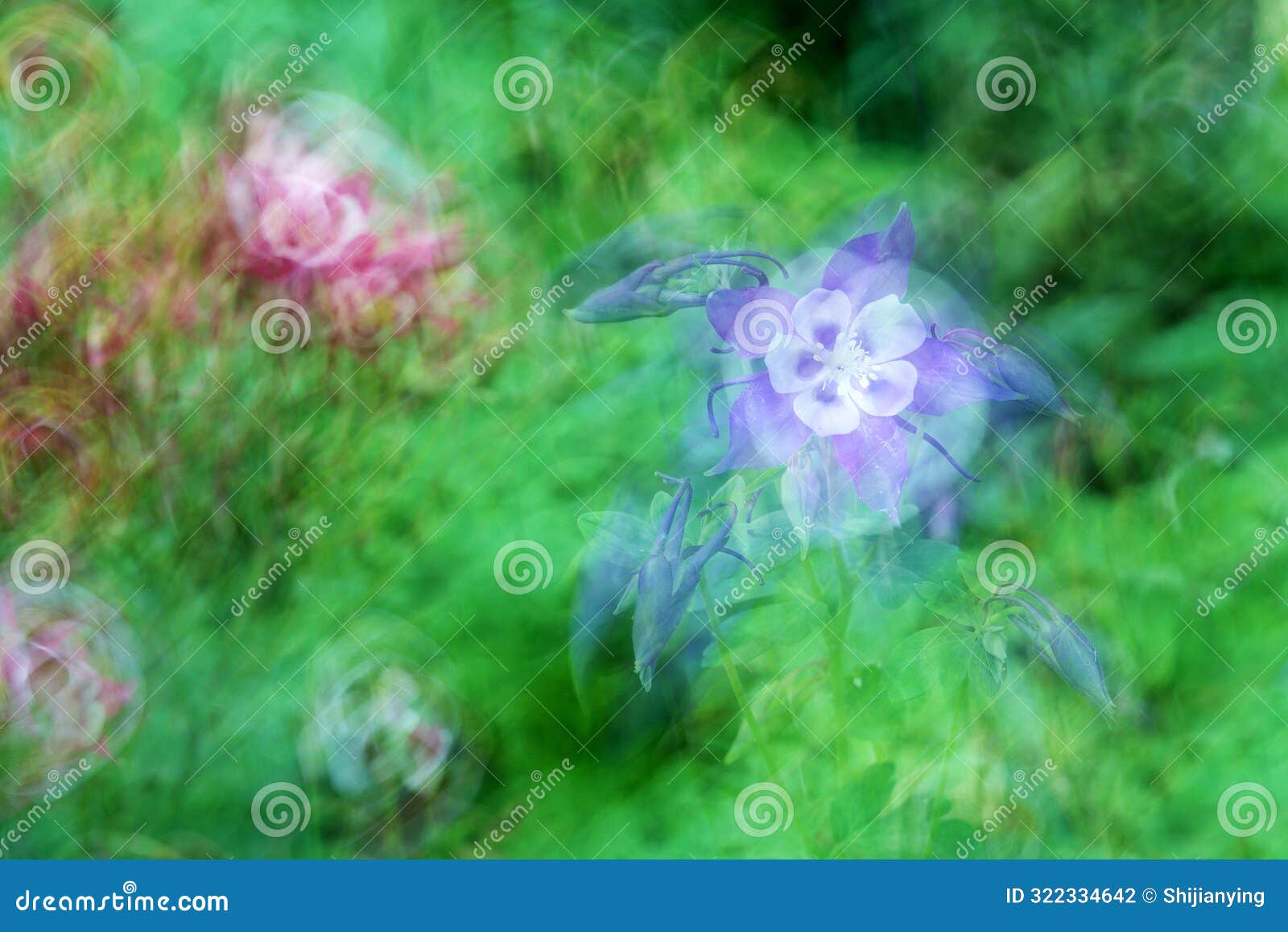 illusory flowers