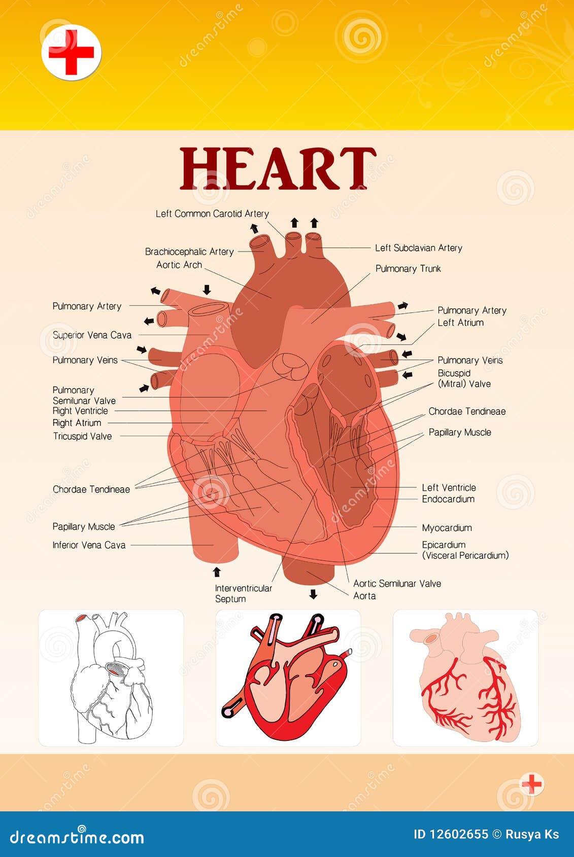 Illustrated Diagram of a Heart Stock Vector Biology Diagrams