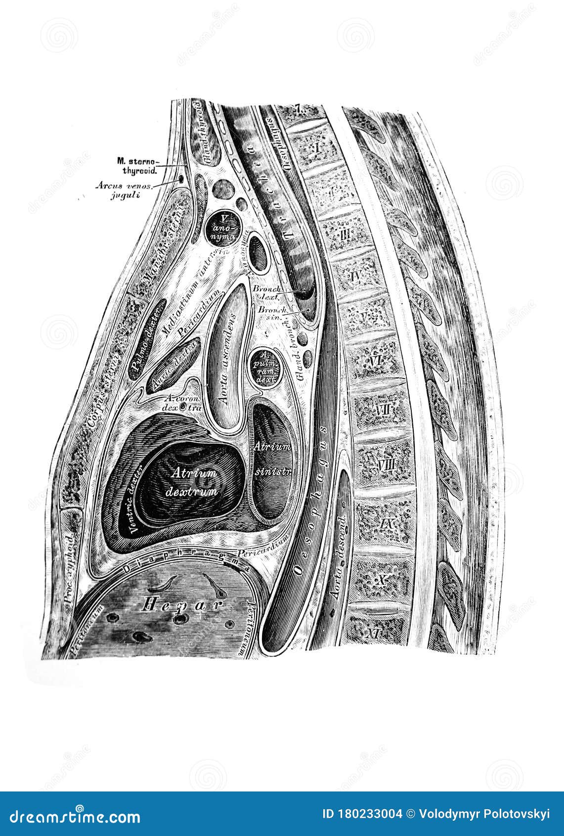 the  of the abdominal viscera with nerves in the old book die anatomie des menschen, by c. heitzmann, 1875, wien