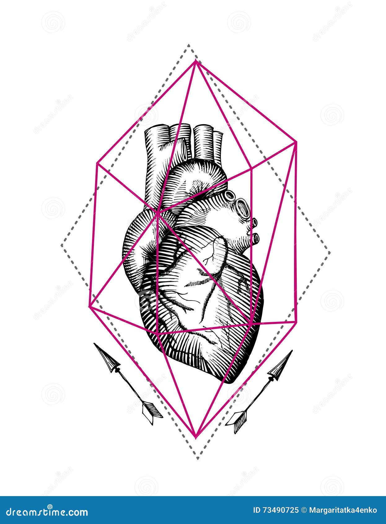  anatomical heart