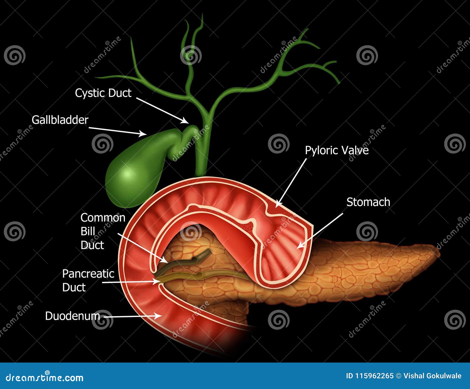 Anatomy Of The Hepatic And Pancreatic Ducts Stock Image Biology Diagrams