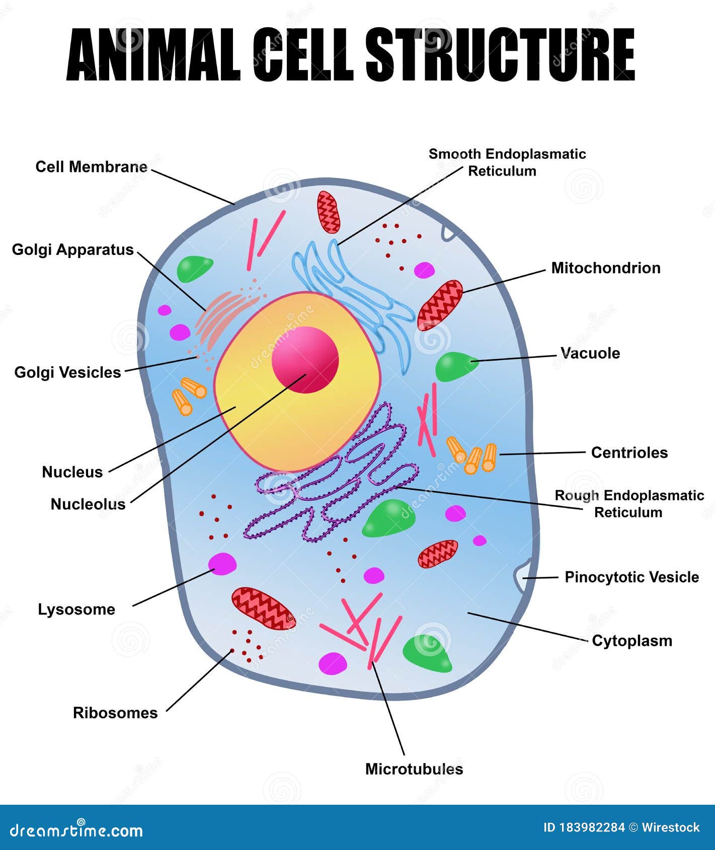 Structure Of An Animal Cell Cartoon Vector 67304373
