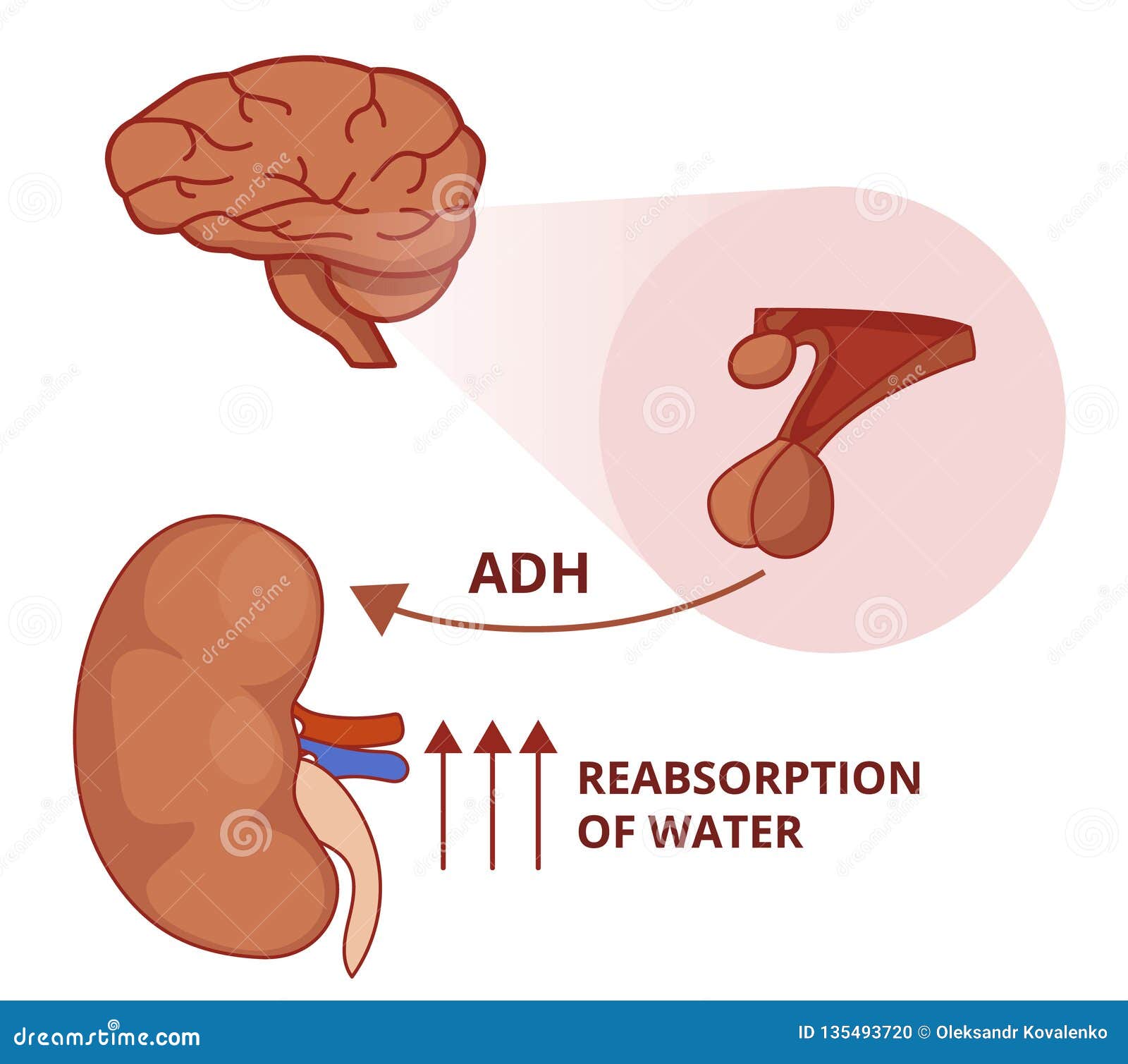 ADH - 285 mOsm/kg alatt