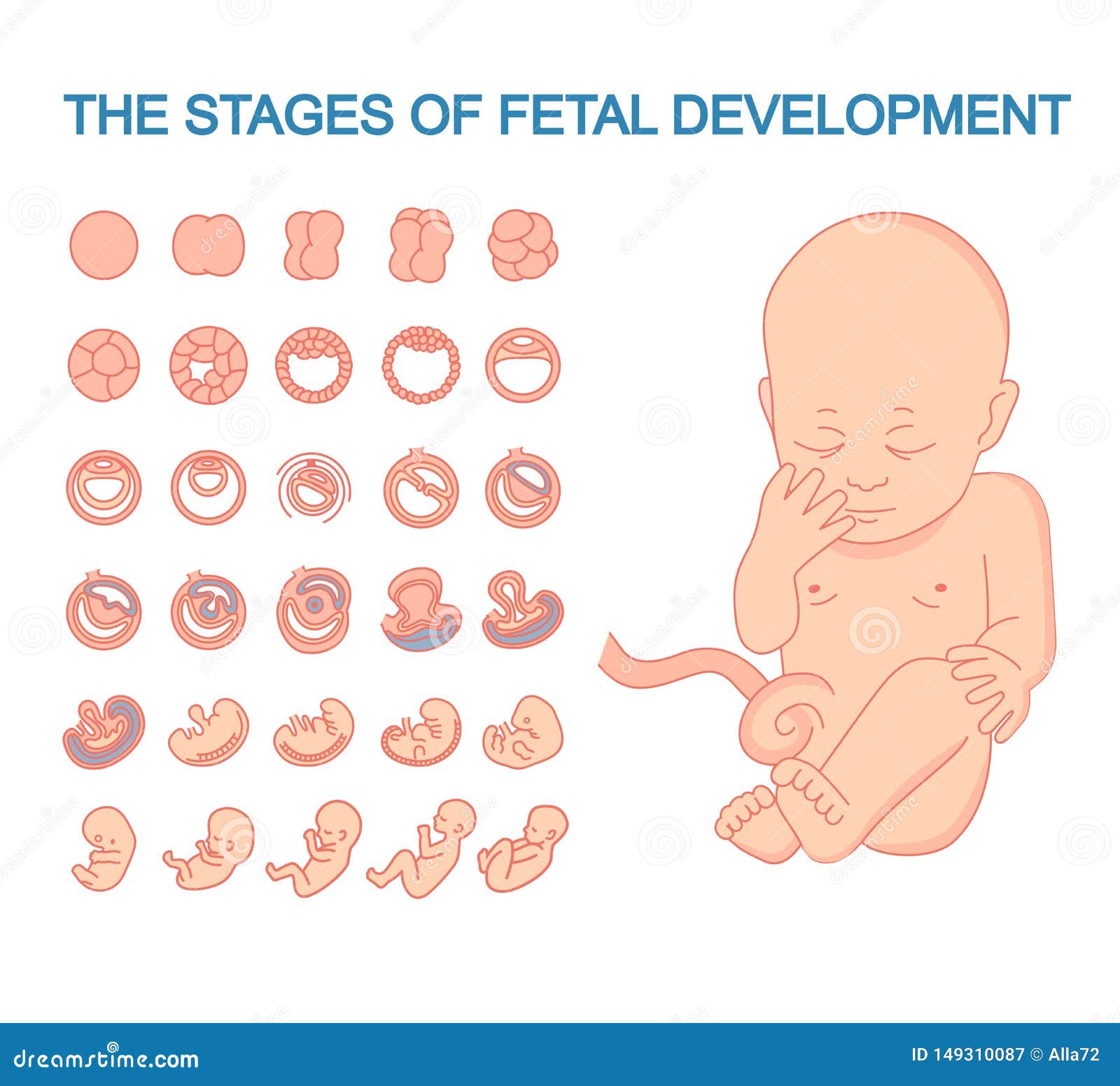 Illustration of a Baby in the Womb. Vector Illustration Stages of Fetal ...
