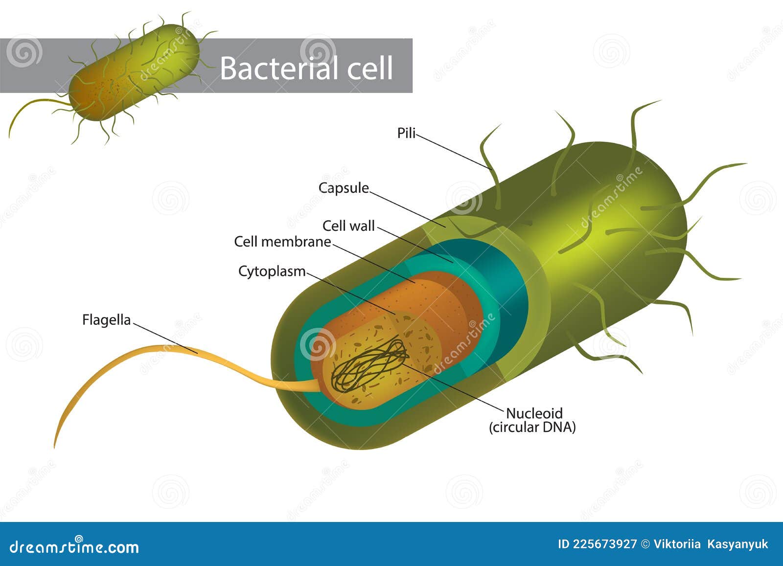 Illustration of a Bacterial Cell Structure Shows Cell Wall, Membranes,  Plasmid Dna and Flagellum. Stock Vector - Illustration of biology,  bacillus: 225673927
