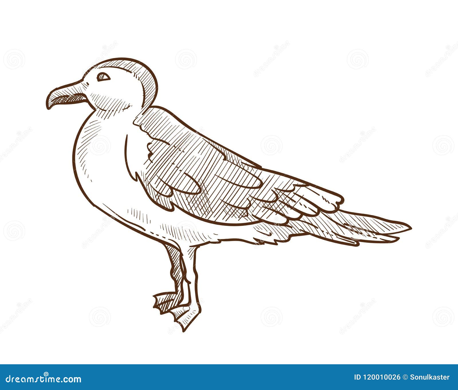 illustration blanche de vecteur d ensemble monochrome croquis oiseau mouette du mouche seabird 120010026 maman coloriages pdf