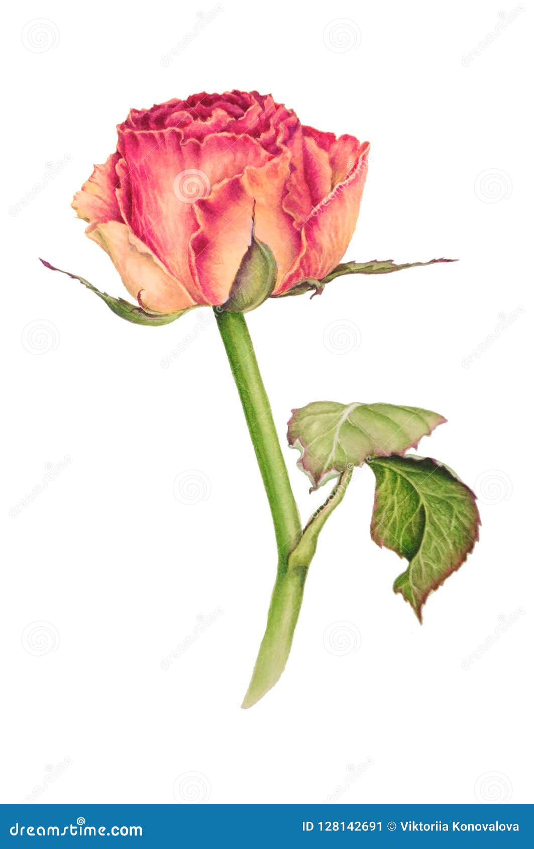 Illustration Botanique D'une Belle Rose Sensible De Rose Illustration ...